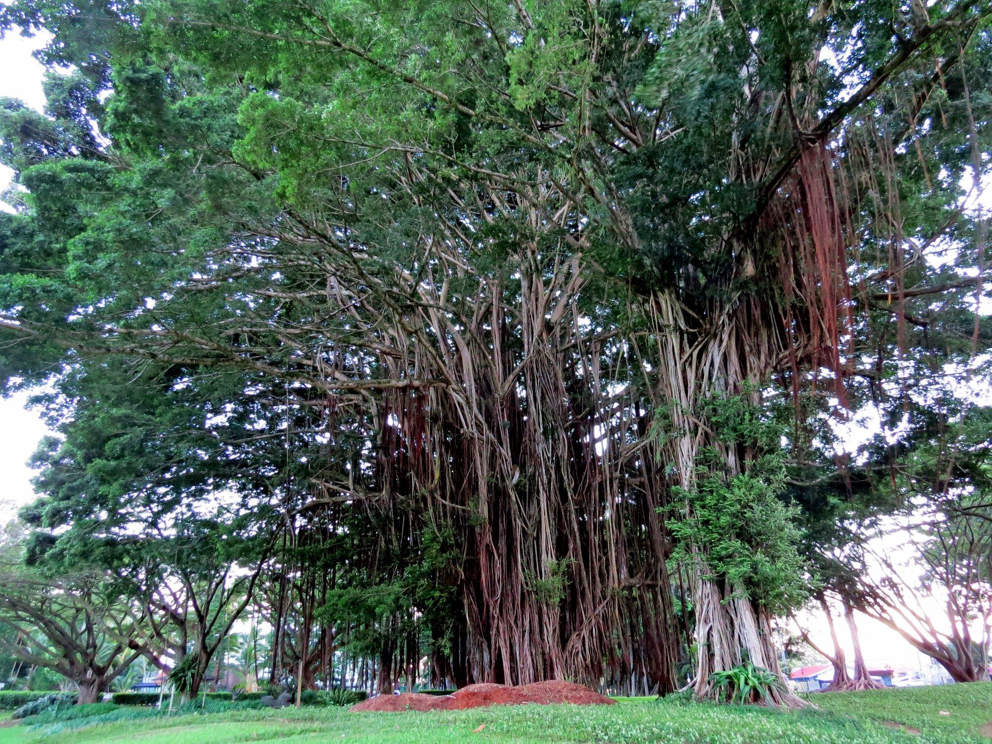 Banyan Drive