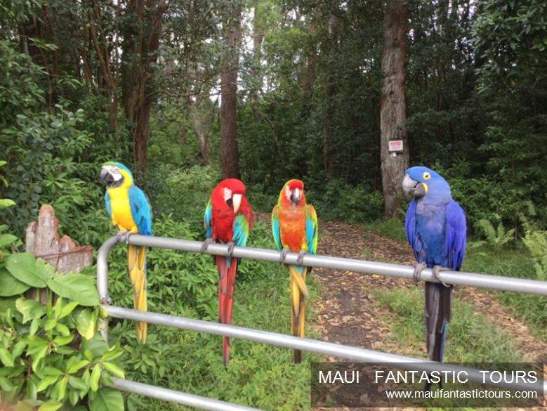 Maui Fantastic Tours