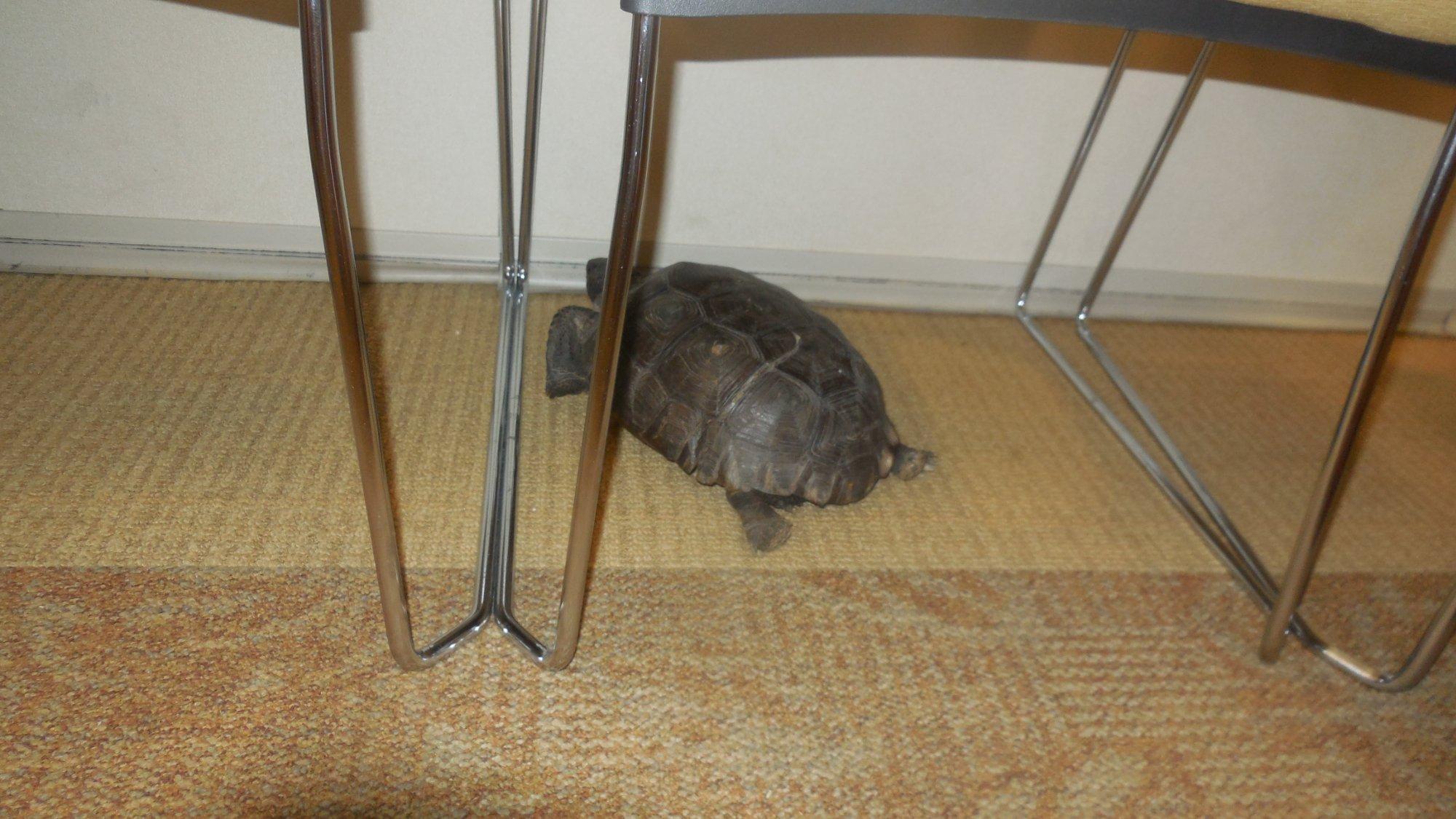 E.O.Wilson Biophilia Center