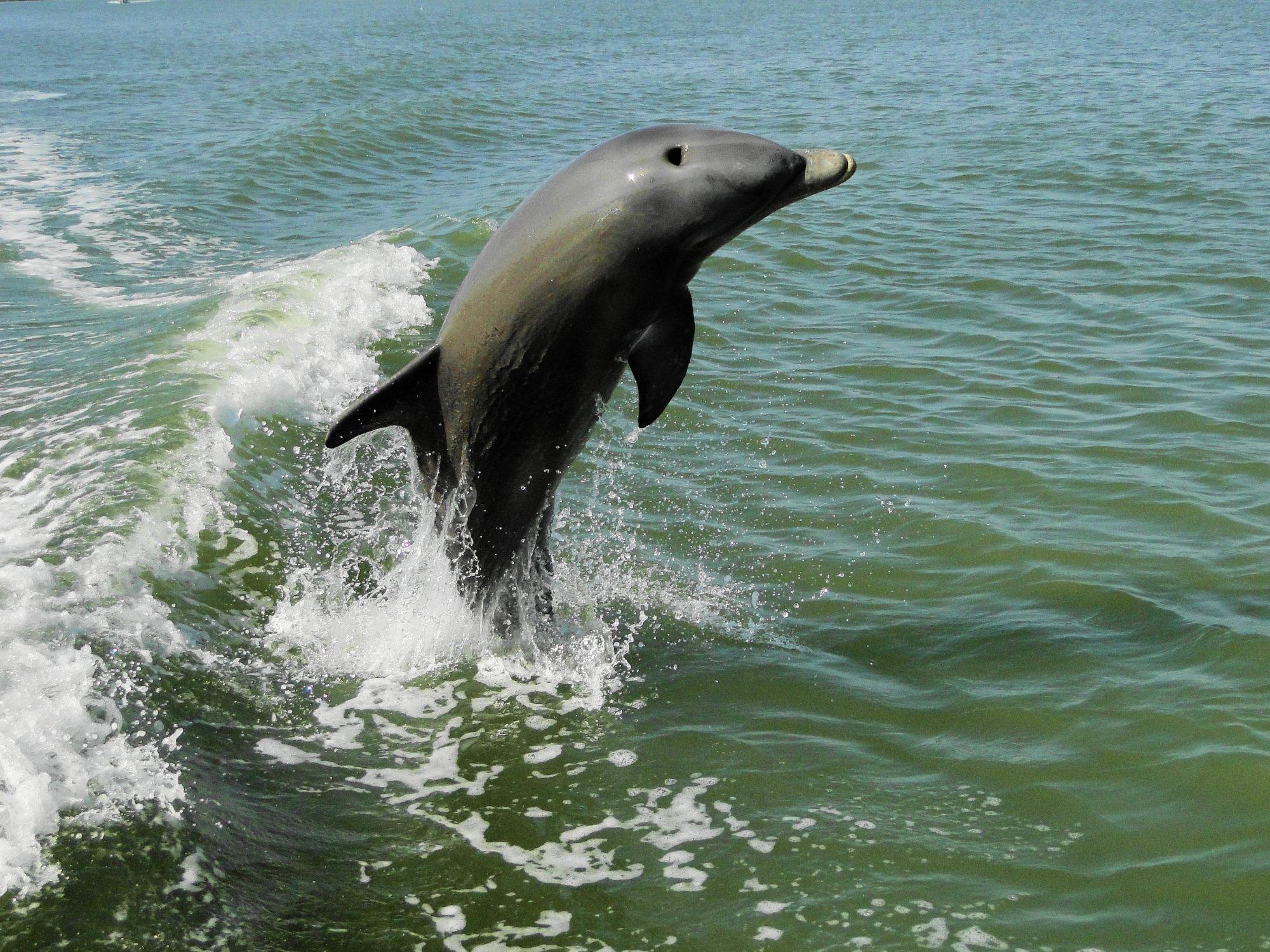 Everglades Boat Tours