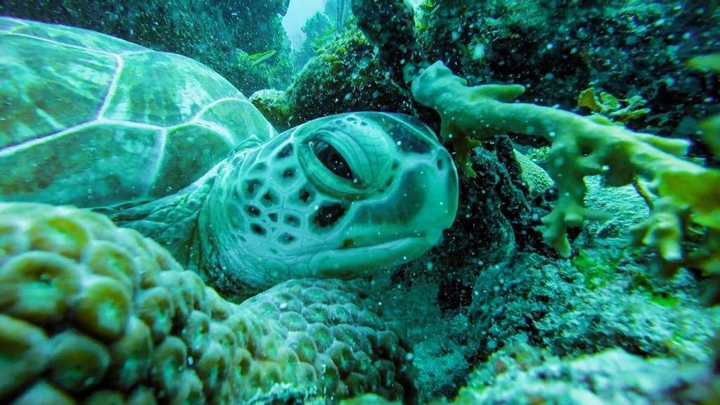 Scuba Dive Dominican