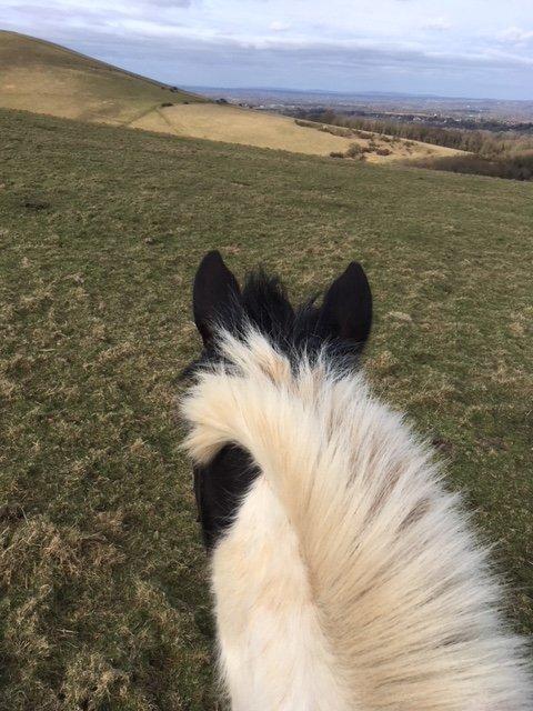 Three Greys Riding School