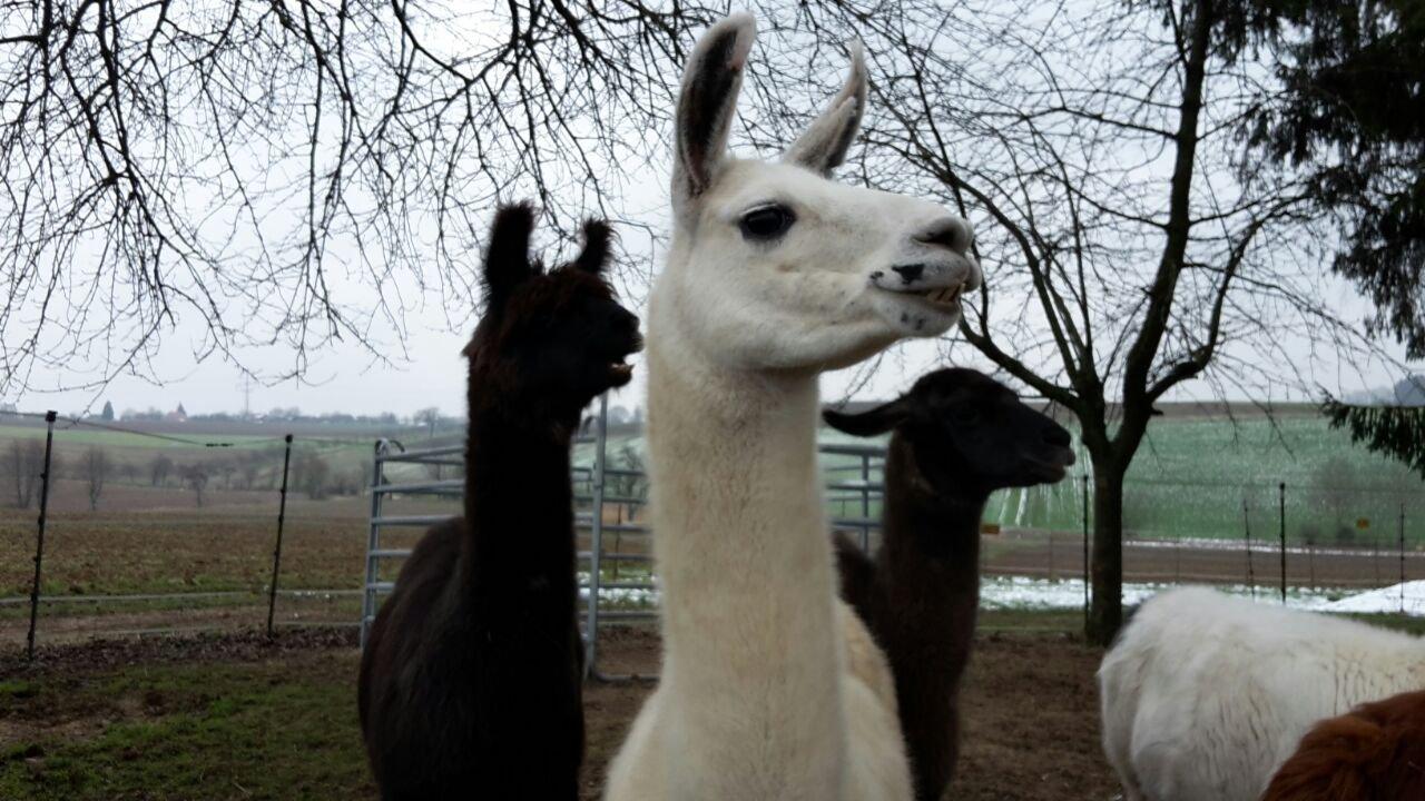 Kraichgau Lamas