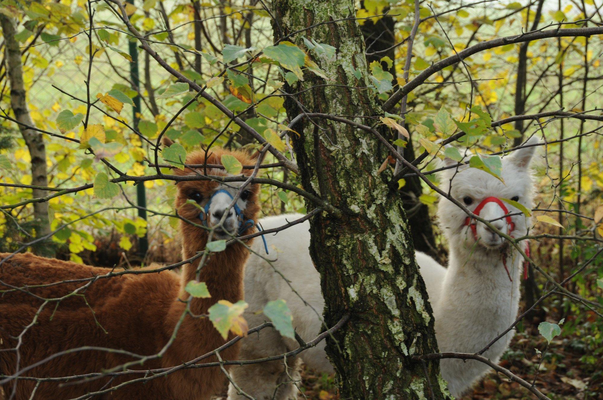 Nasza Zagroda Alpaki i Przyjaciele