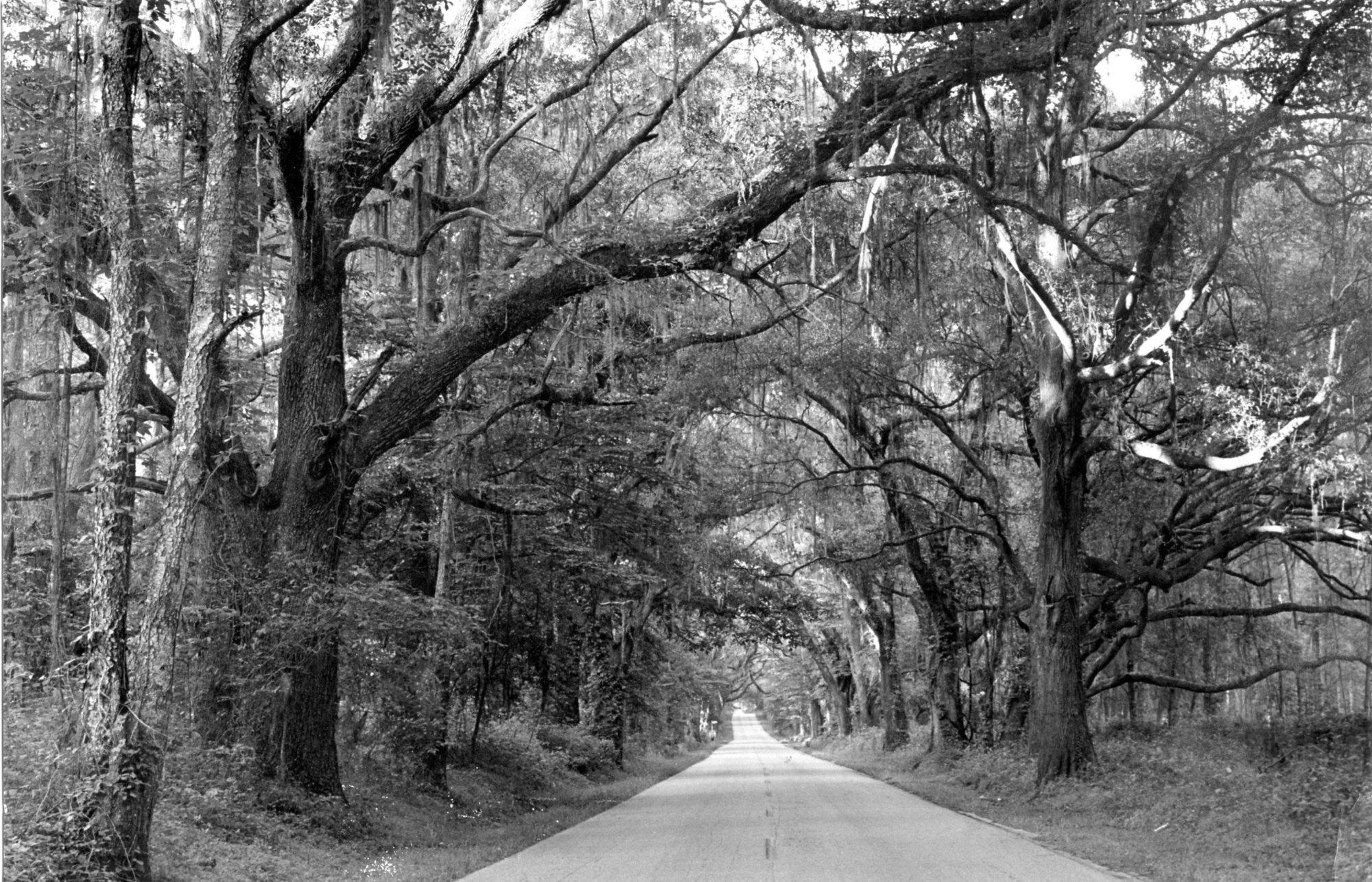 Miccosukee Canopy Road Greenway
