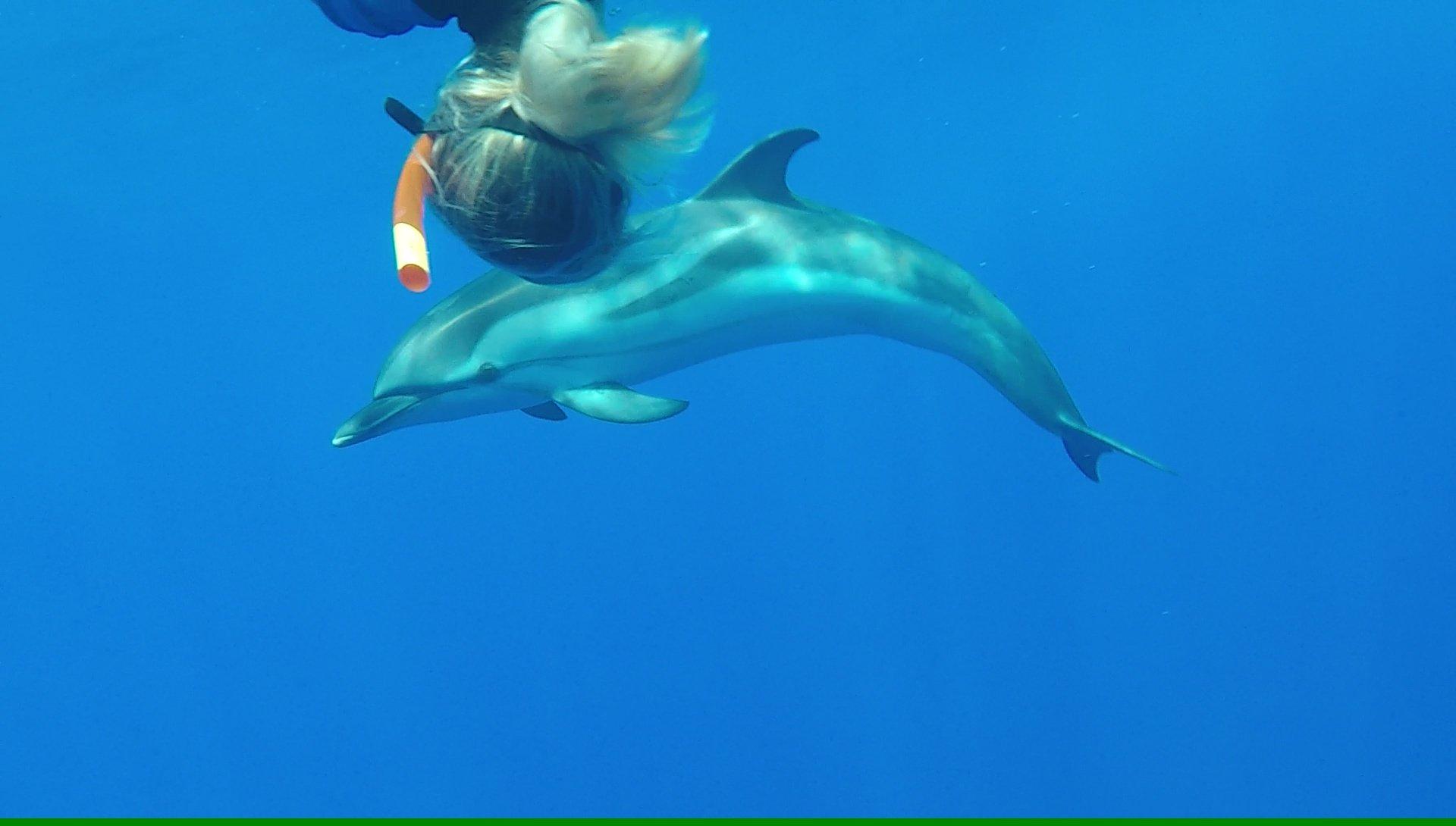 Nager avec les Dauphins