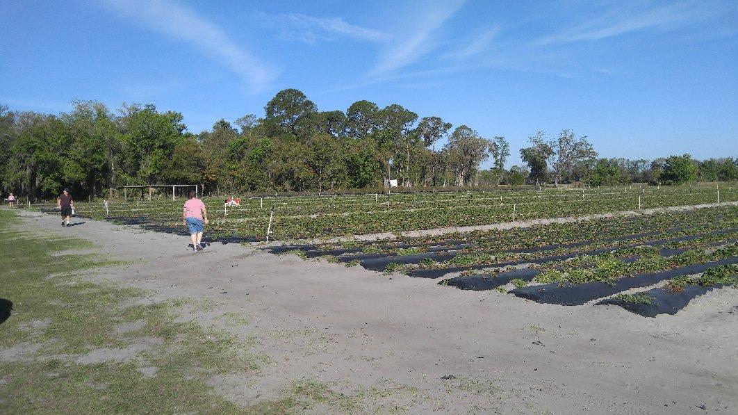 Pappy's Patch U-Pick Strawberries
