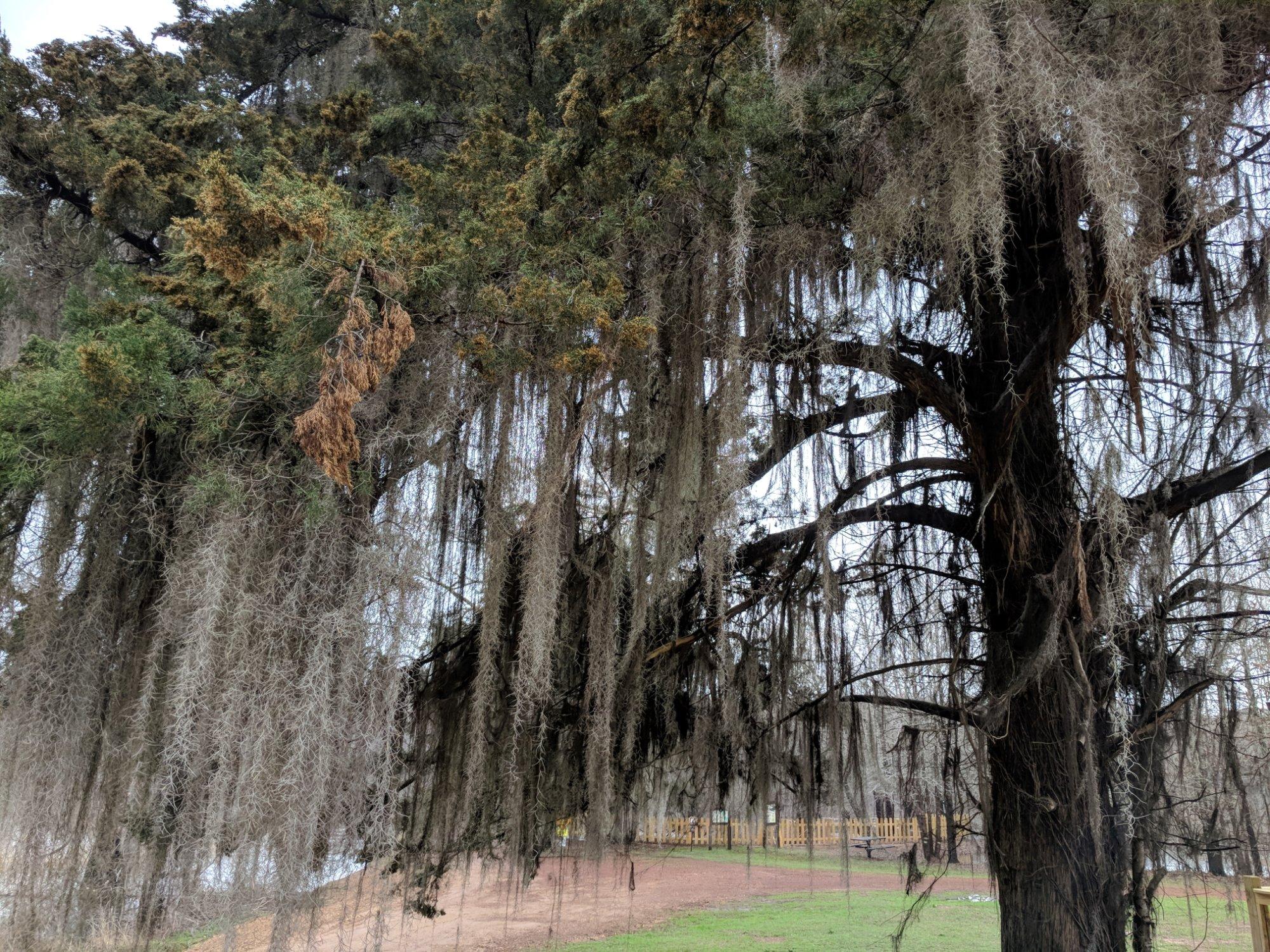 Caddo Lake National Wildlife Refuge