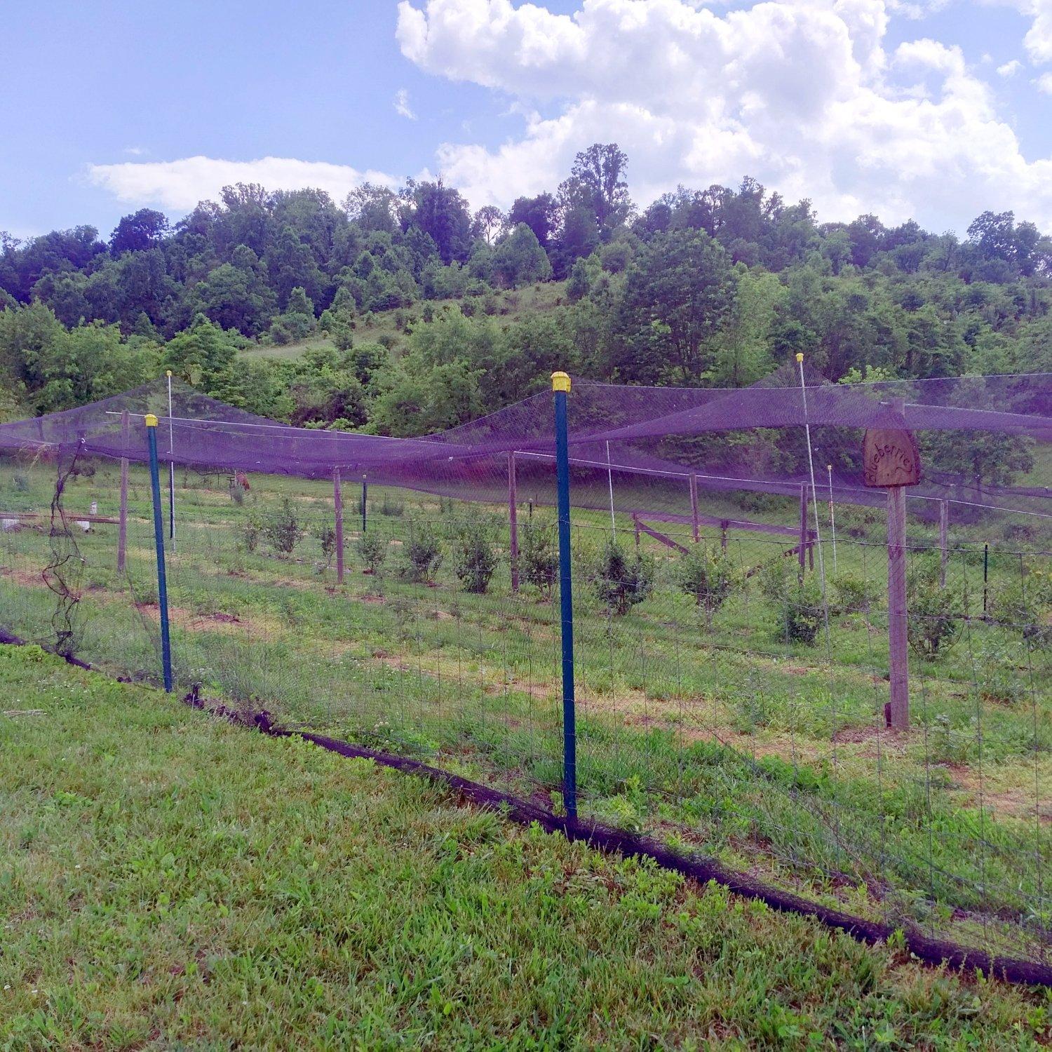 Photo by LaurelSpringsFarm