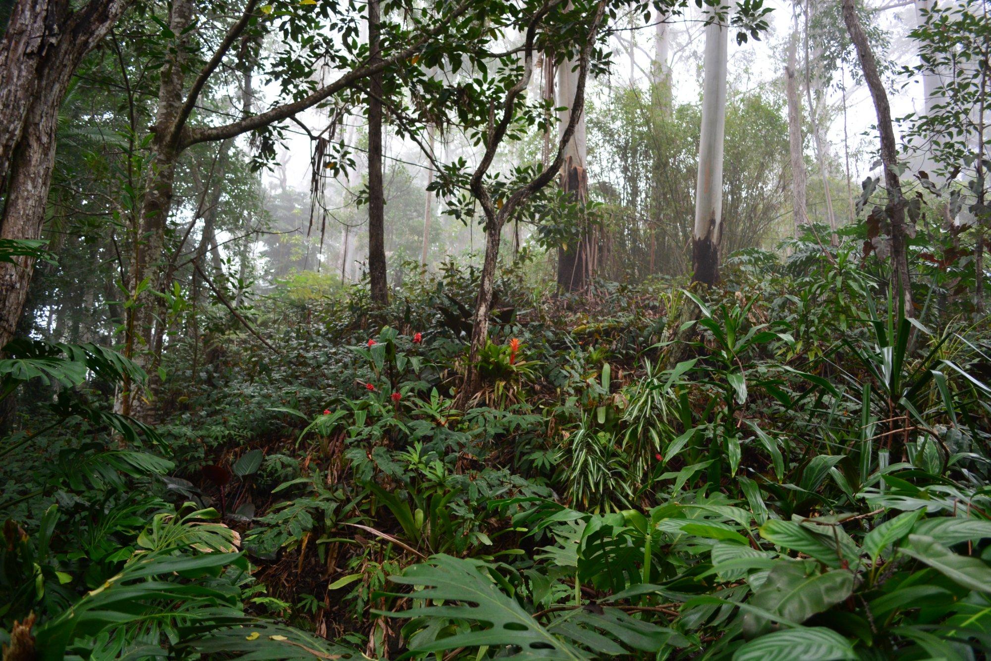 Kona Cloud Forest Sanctuary
