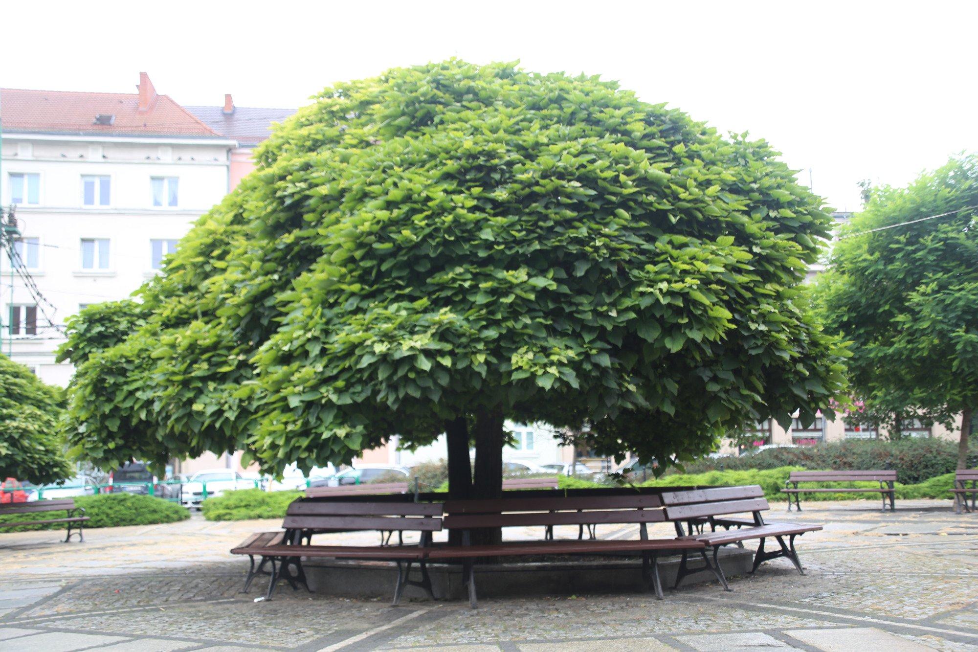 Market at Plac Wielkopolski