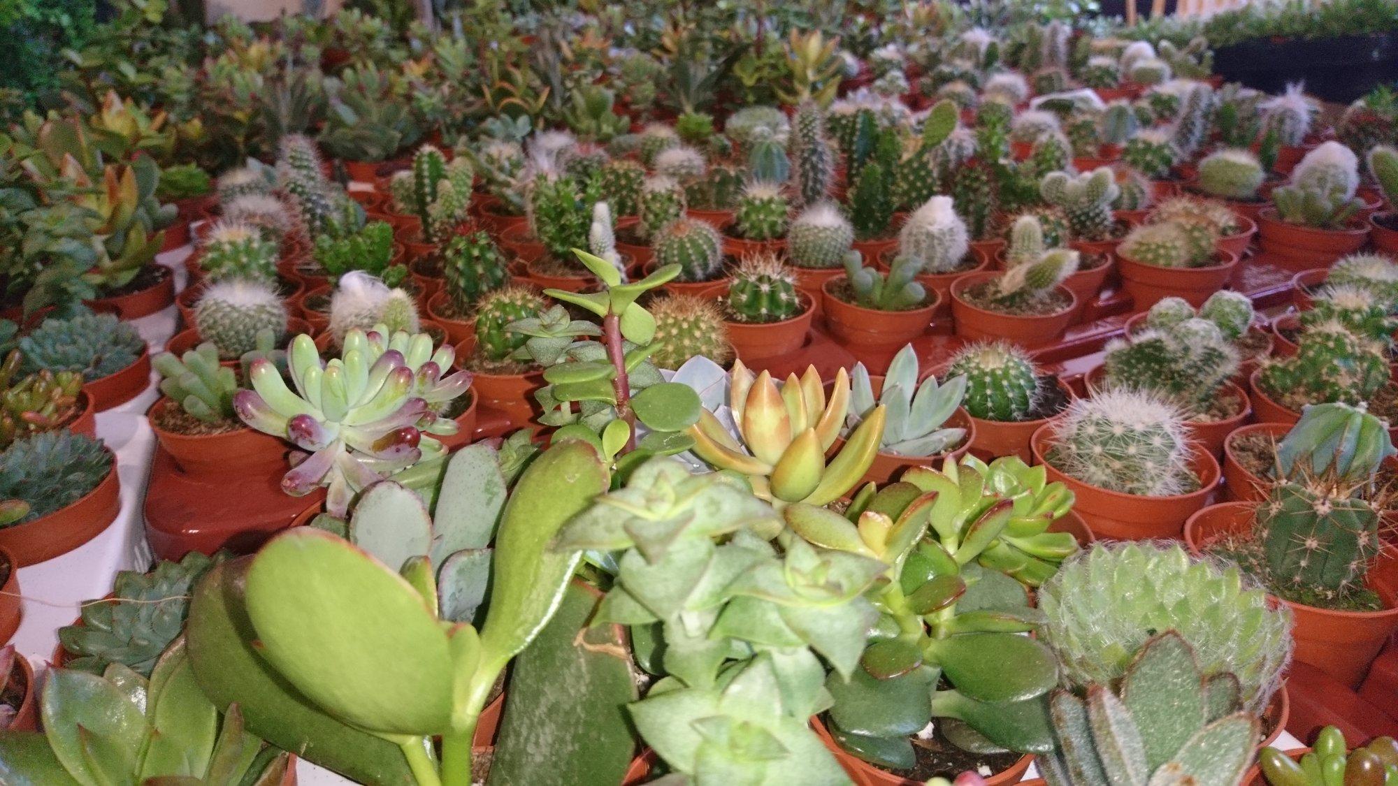 Leslie Terrance home gift and garden