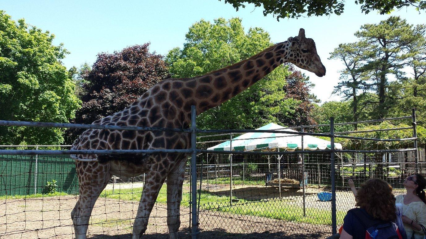 Long Island Game Farm-Wildlife Park & Children's Zoo