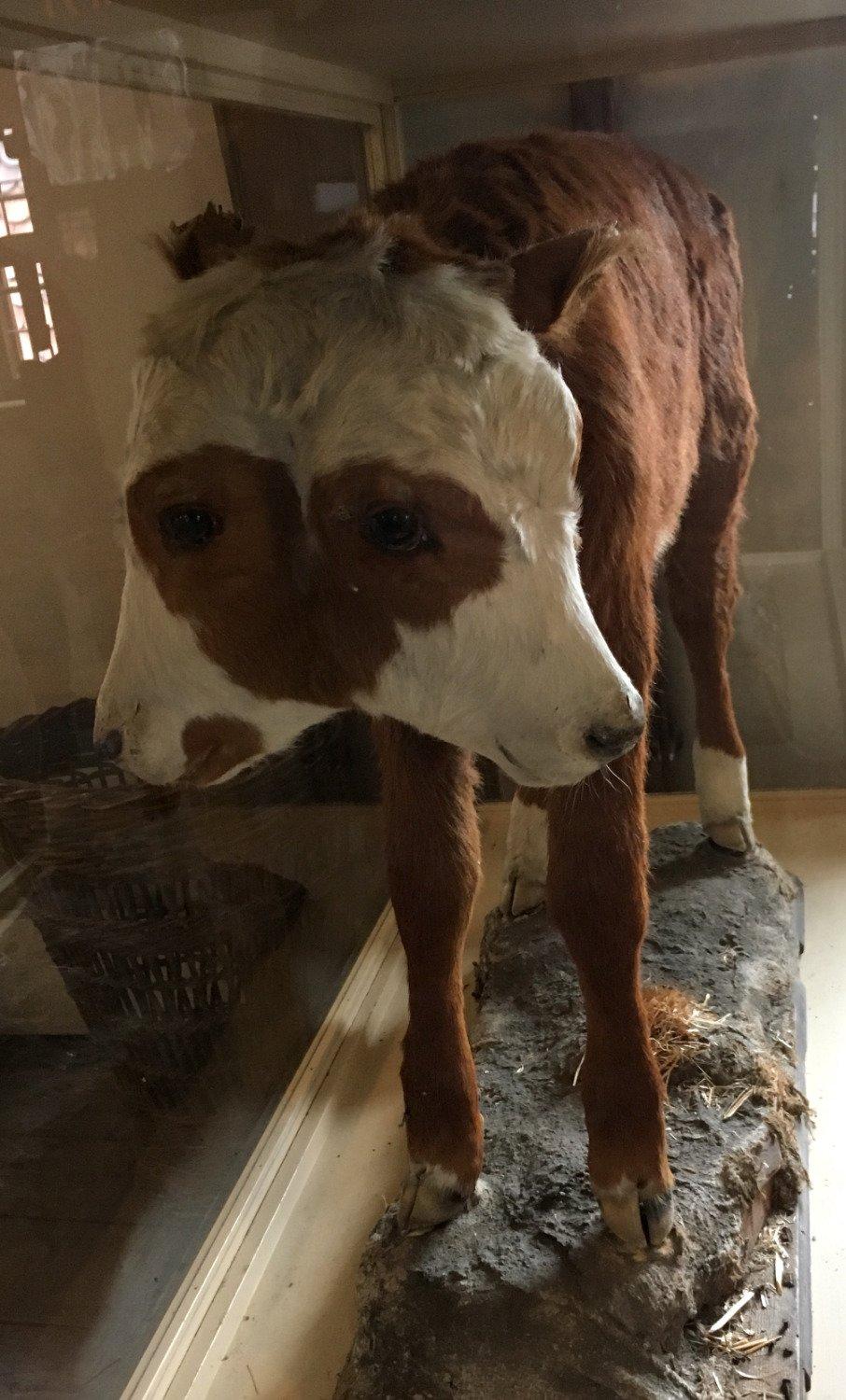 Deutsches Hirtenmuseum