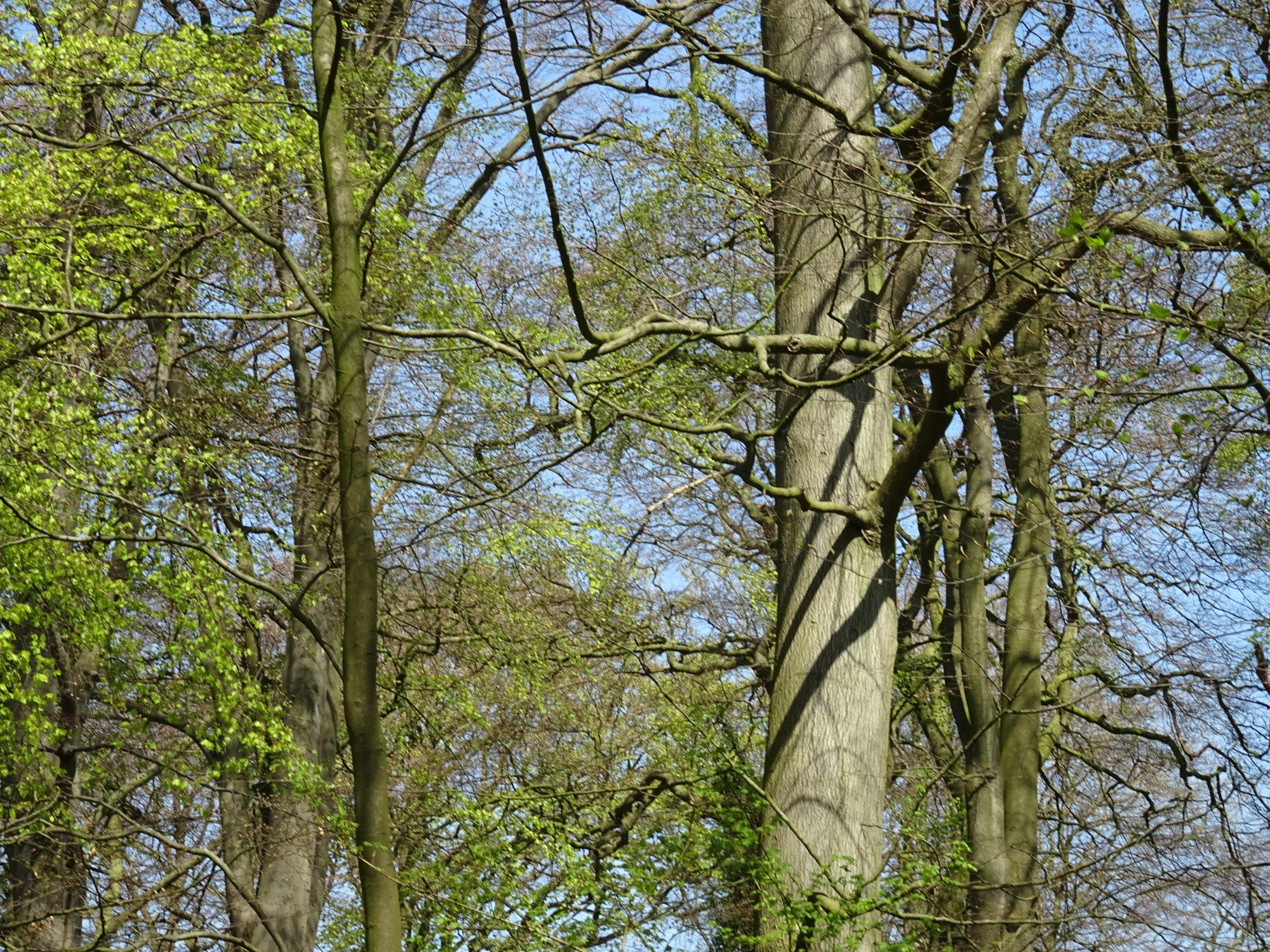 Wandelbos Groenendaal
