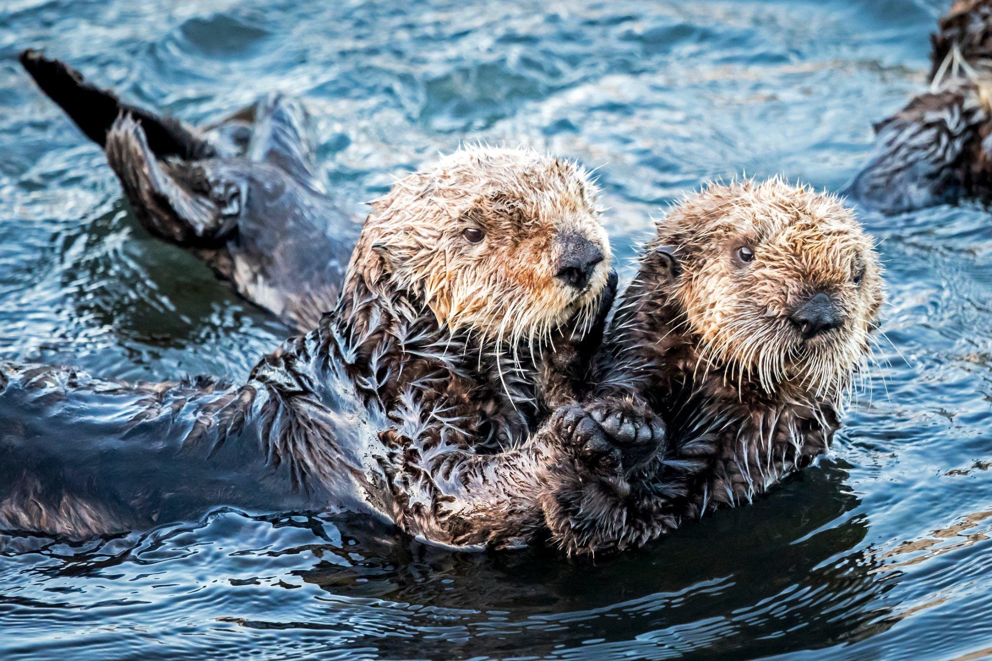 Morro Bay National Estuary