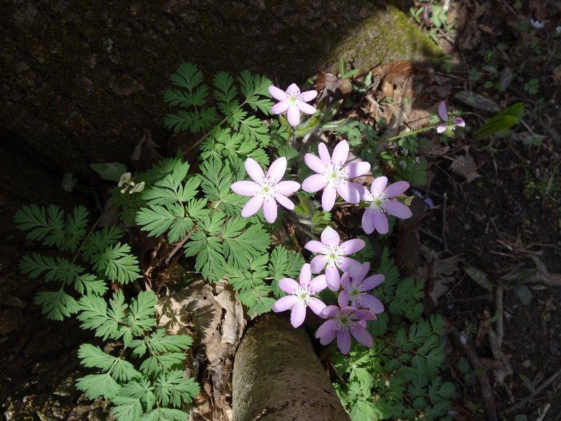 Salamonie River State Forest