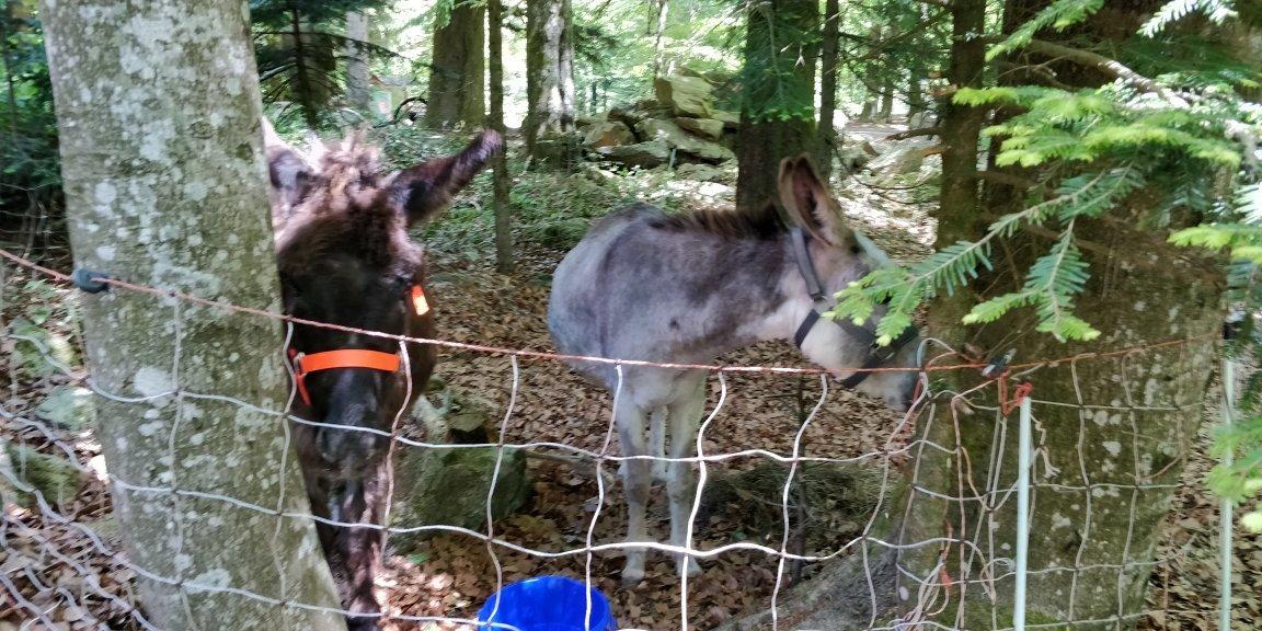 Eselhof Daxstein Touren