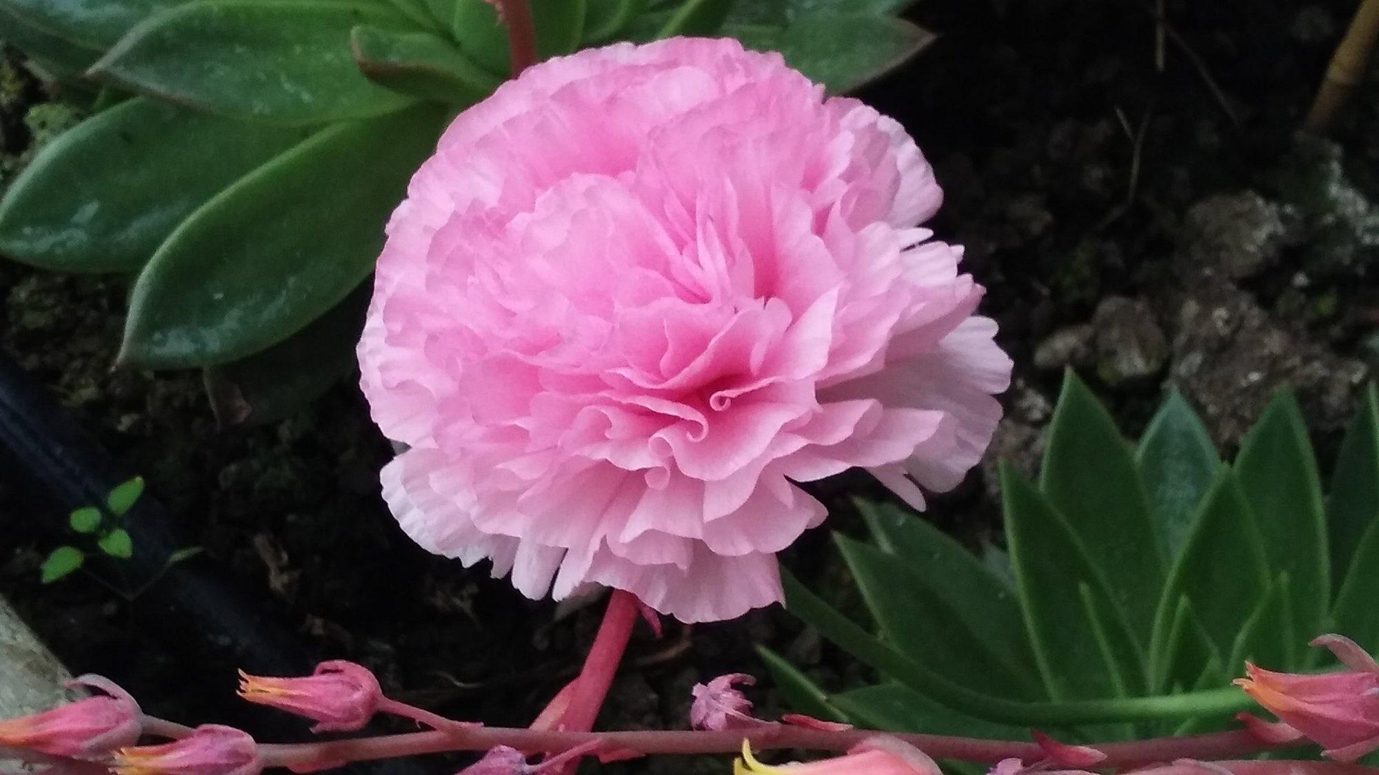 Battenfeld F W & Son