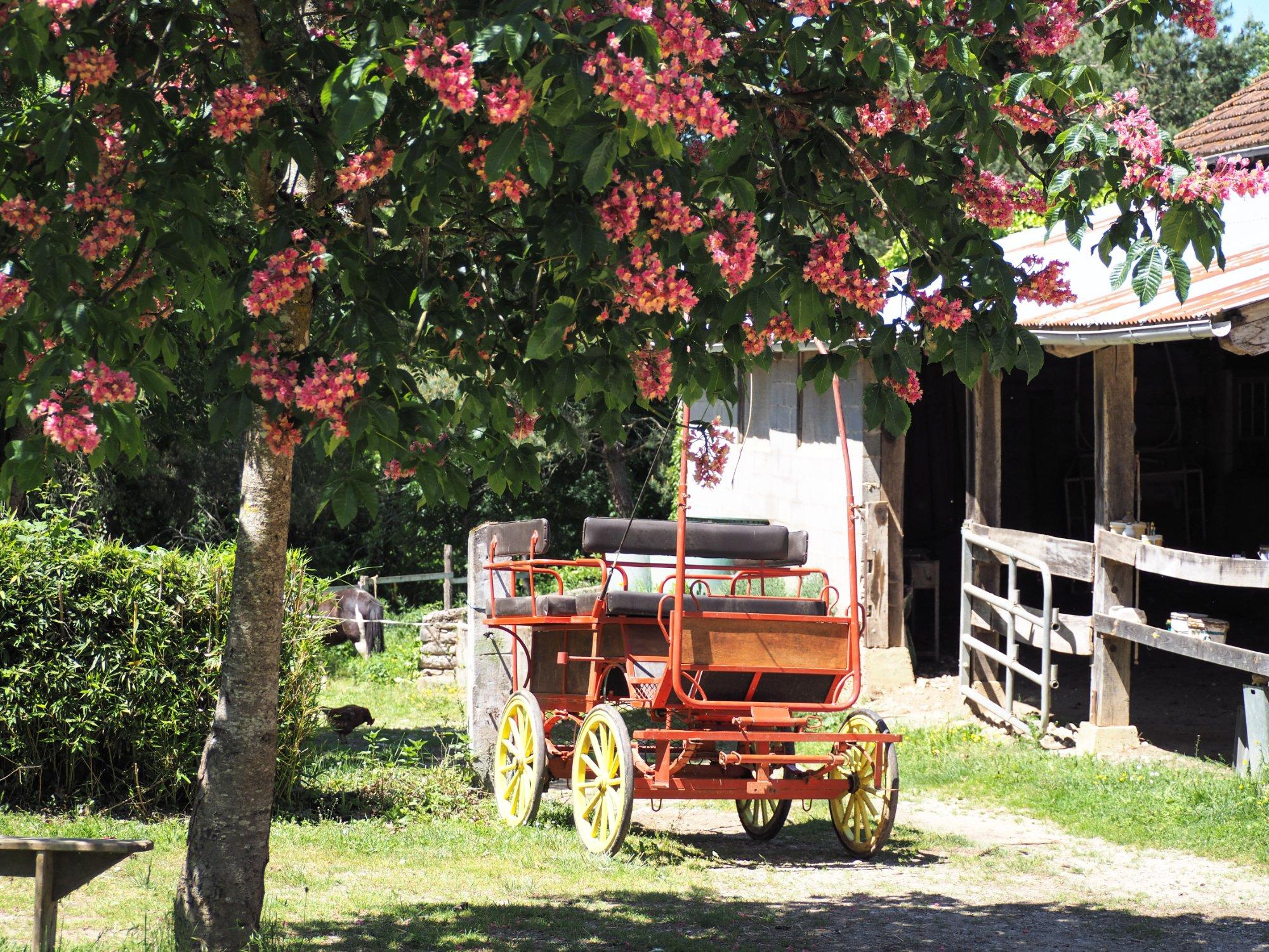 Cheval Rando Equitation