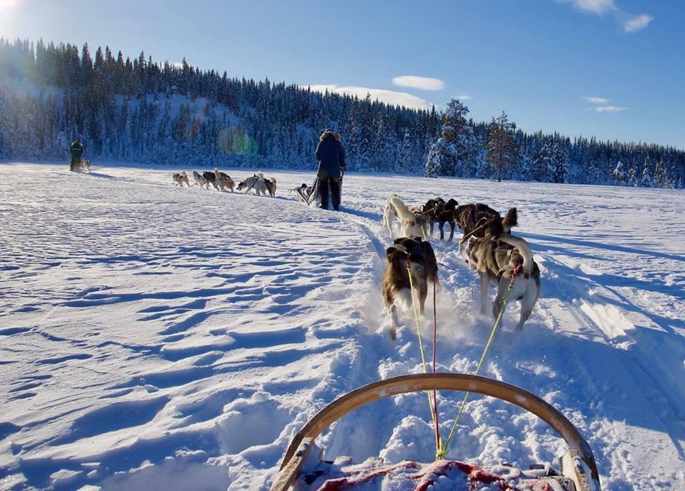 Hedmarksvidda Husky Tours