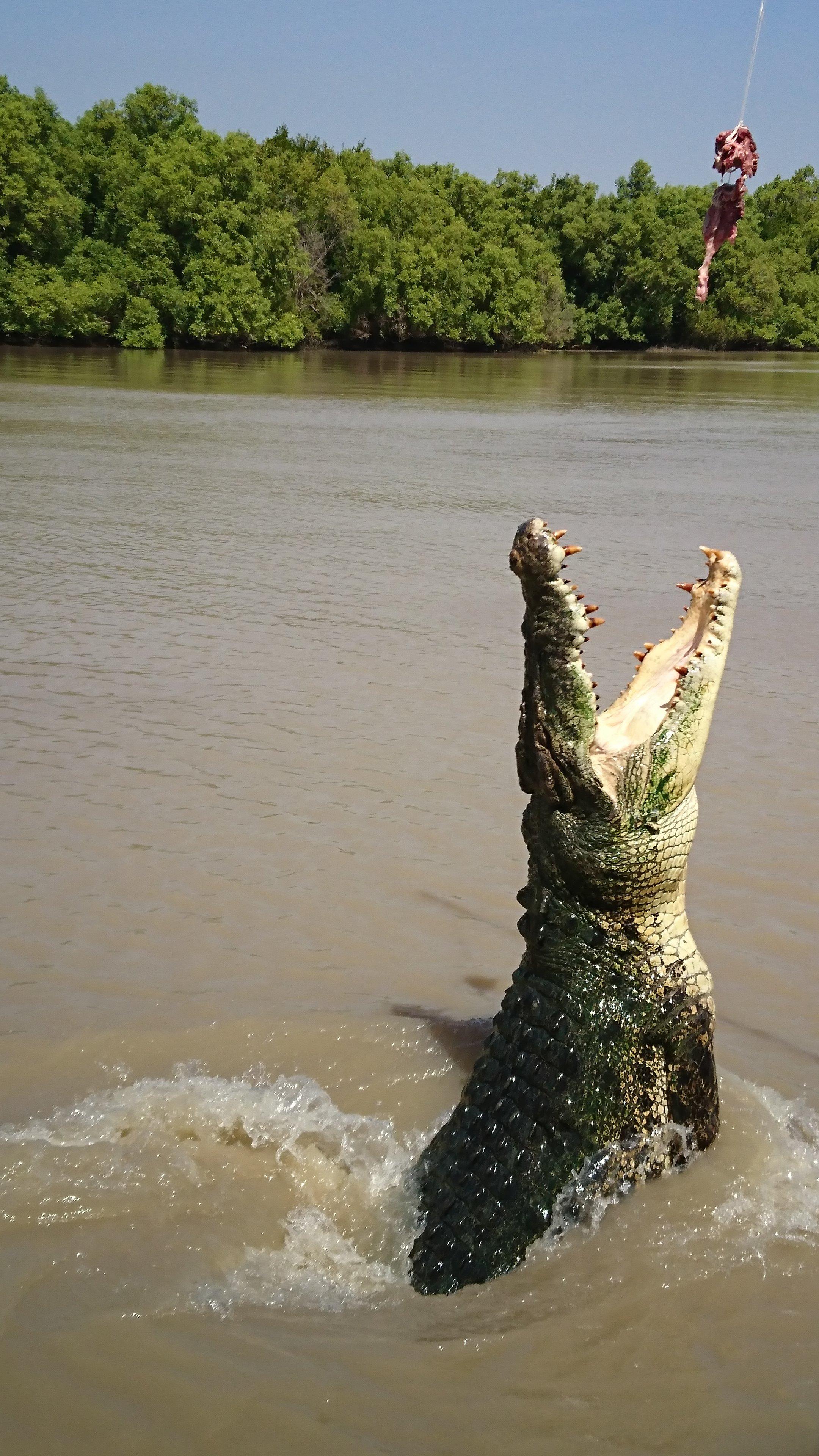 Jumping Crocodile & Wildlife Tours