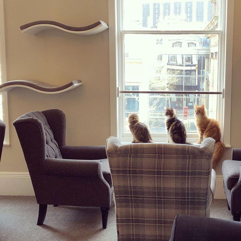 Cat Cafe Liverpool