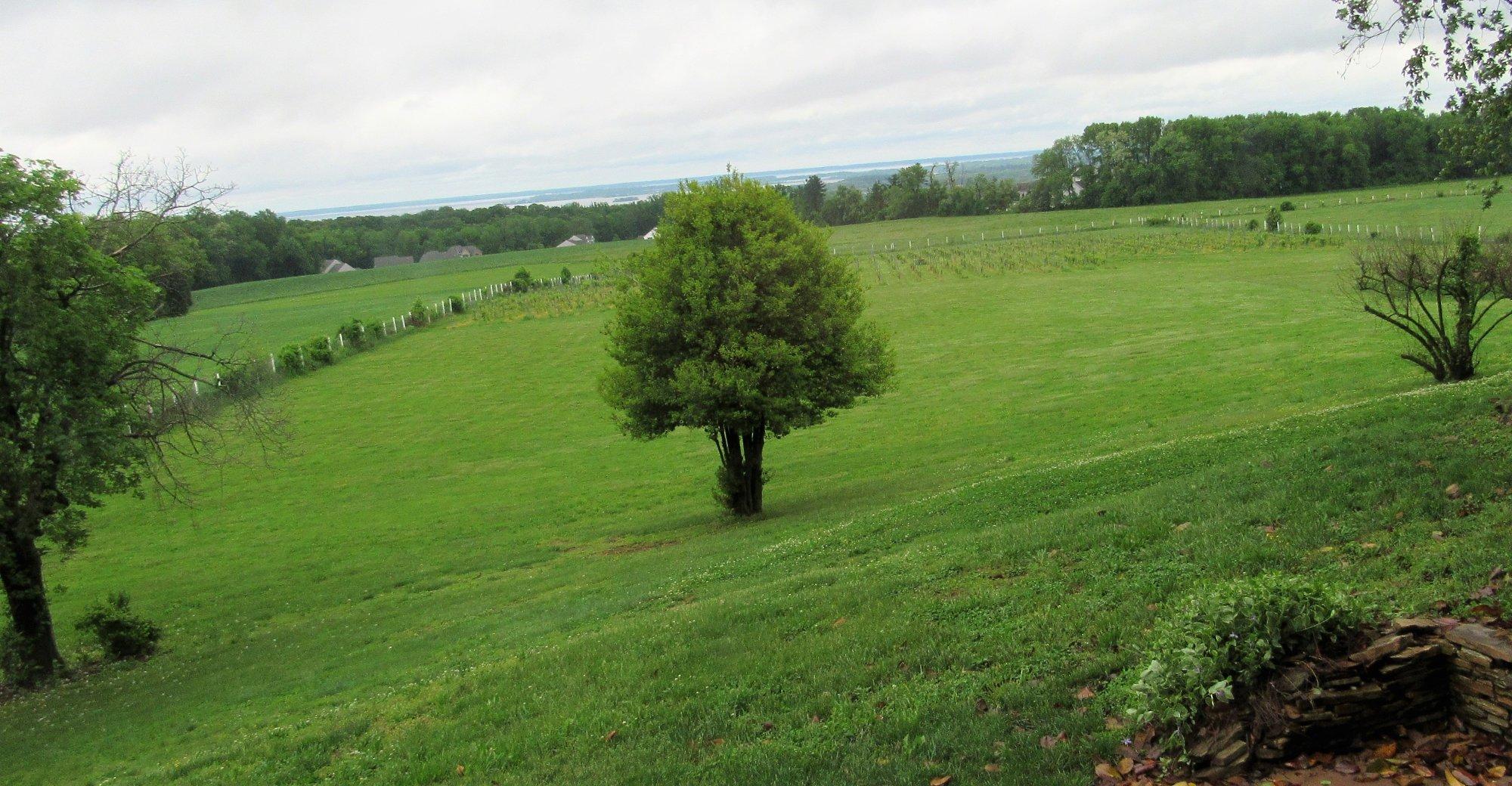 Mount Felix Vineyard & Winery