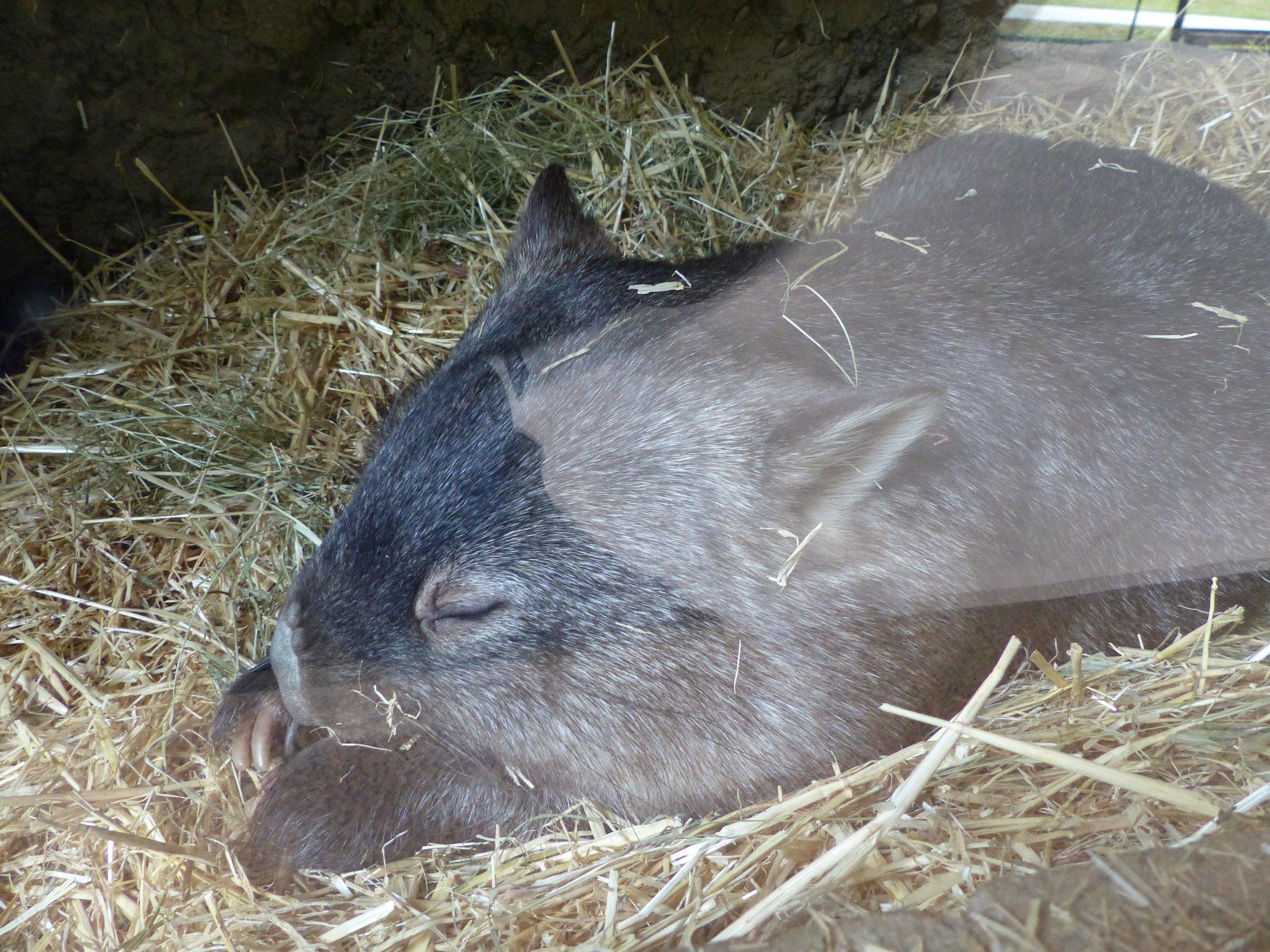Ipswich Nature Centre