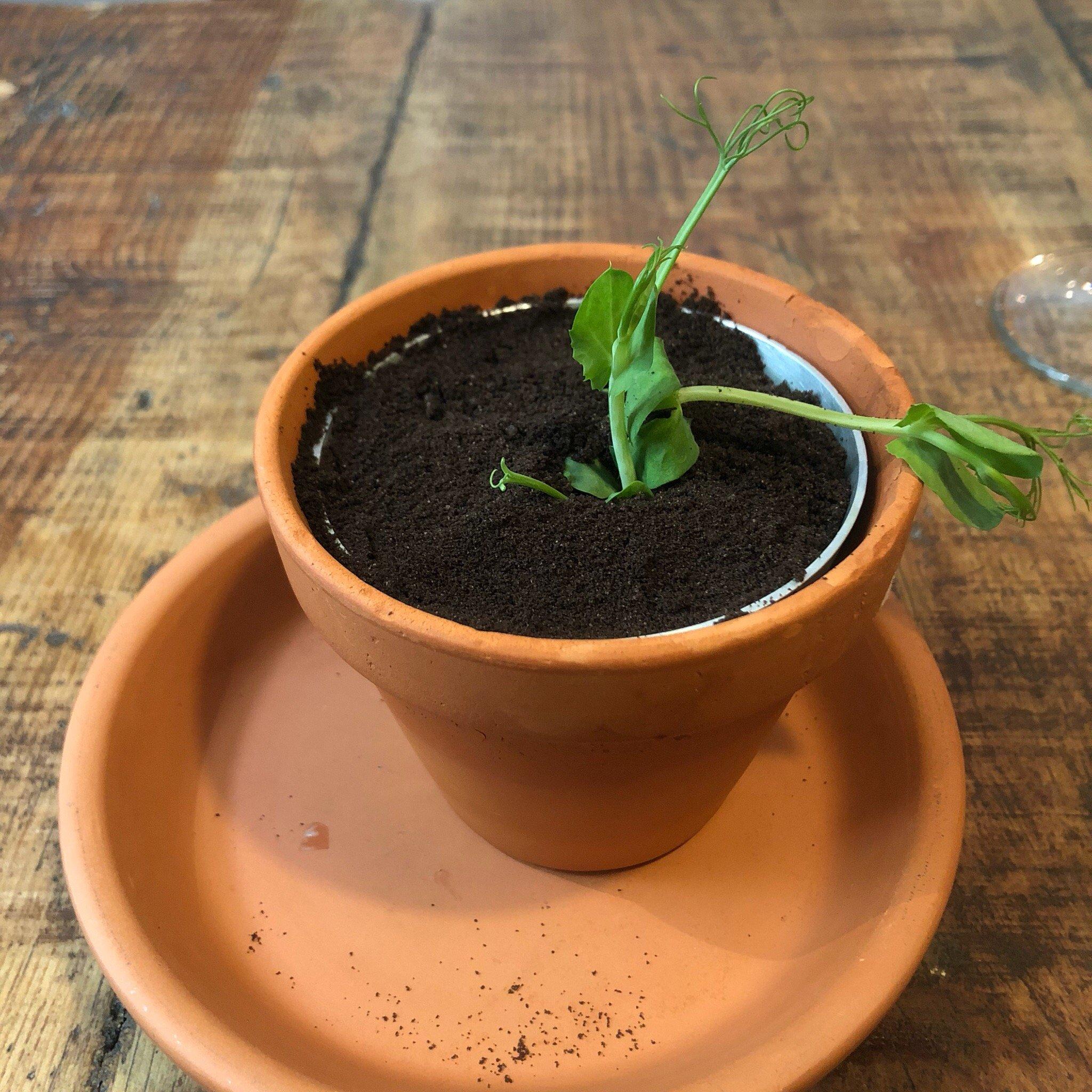 O Boteco Veggie da Malfada