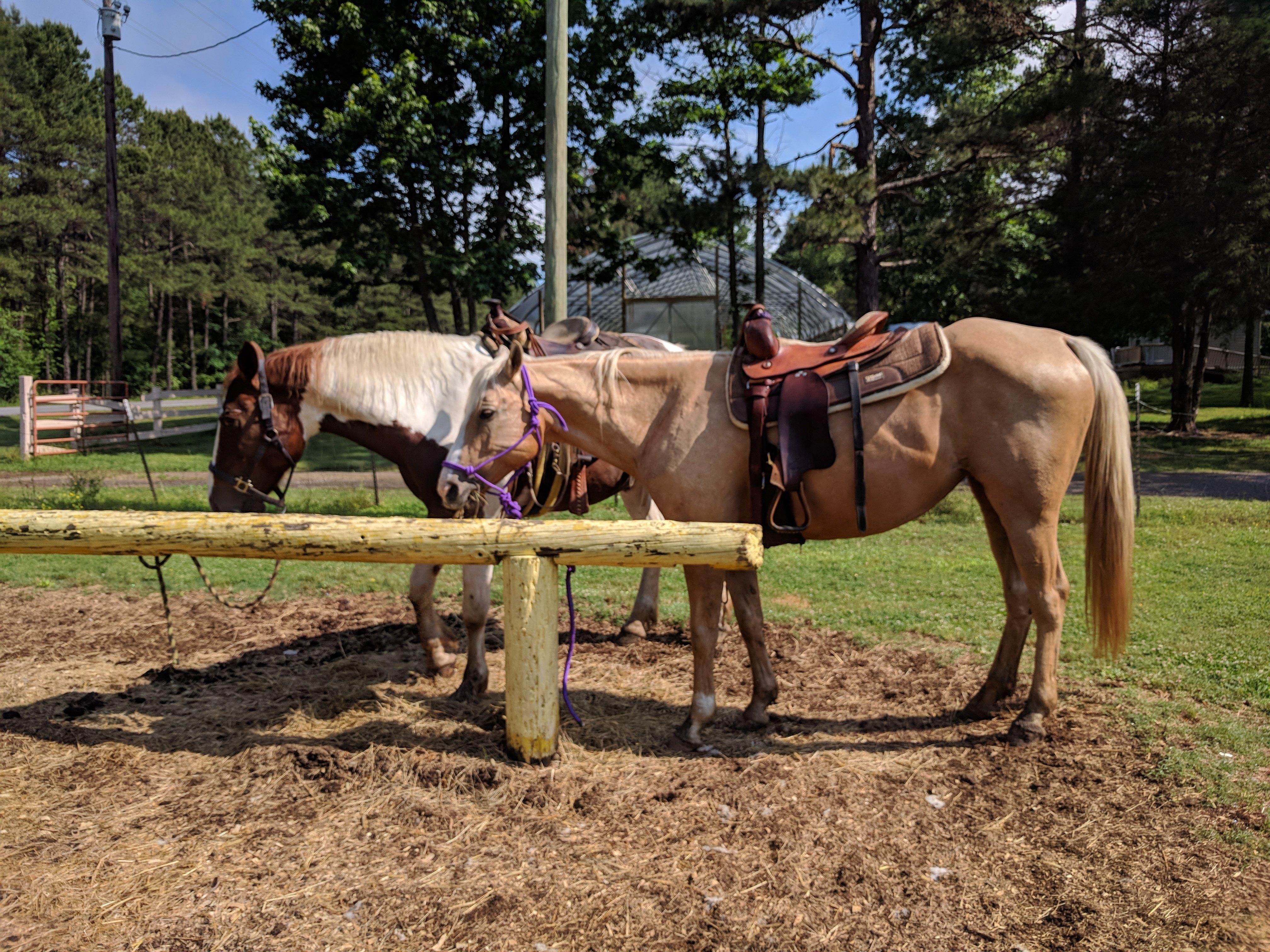 Barnyard Friends & Stables