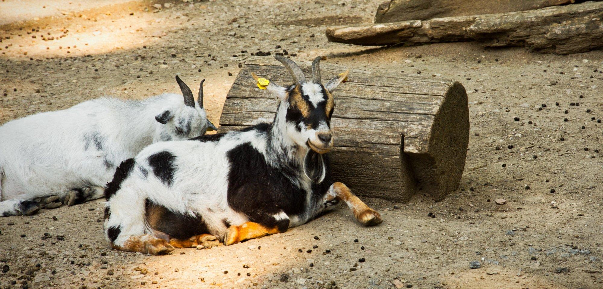 Wildpark Rheingönheim