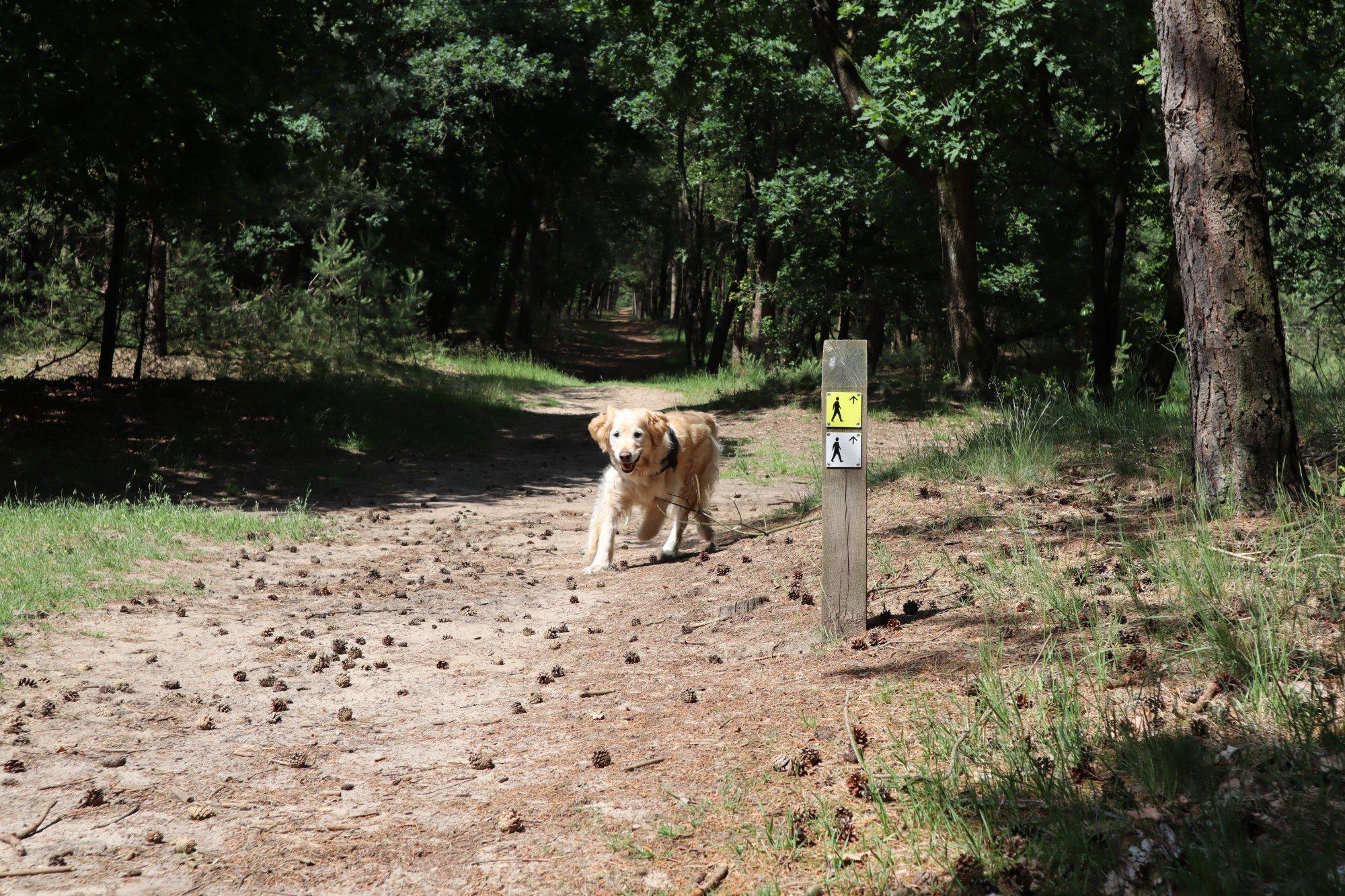 Wandelroute Harskamperdennen