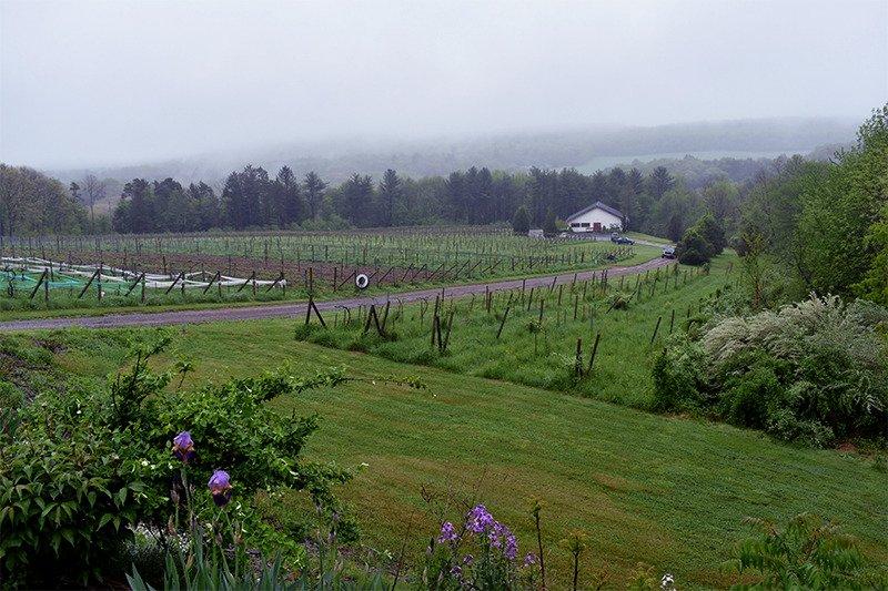 Big Creek Vineyard and Winery