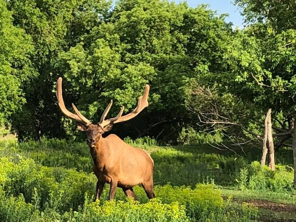 Gaylord's City Elk Park