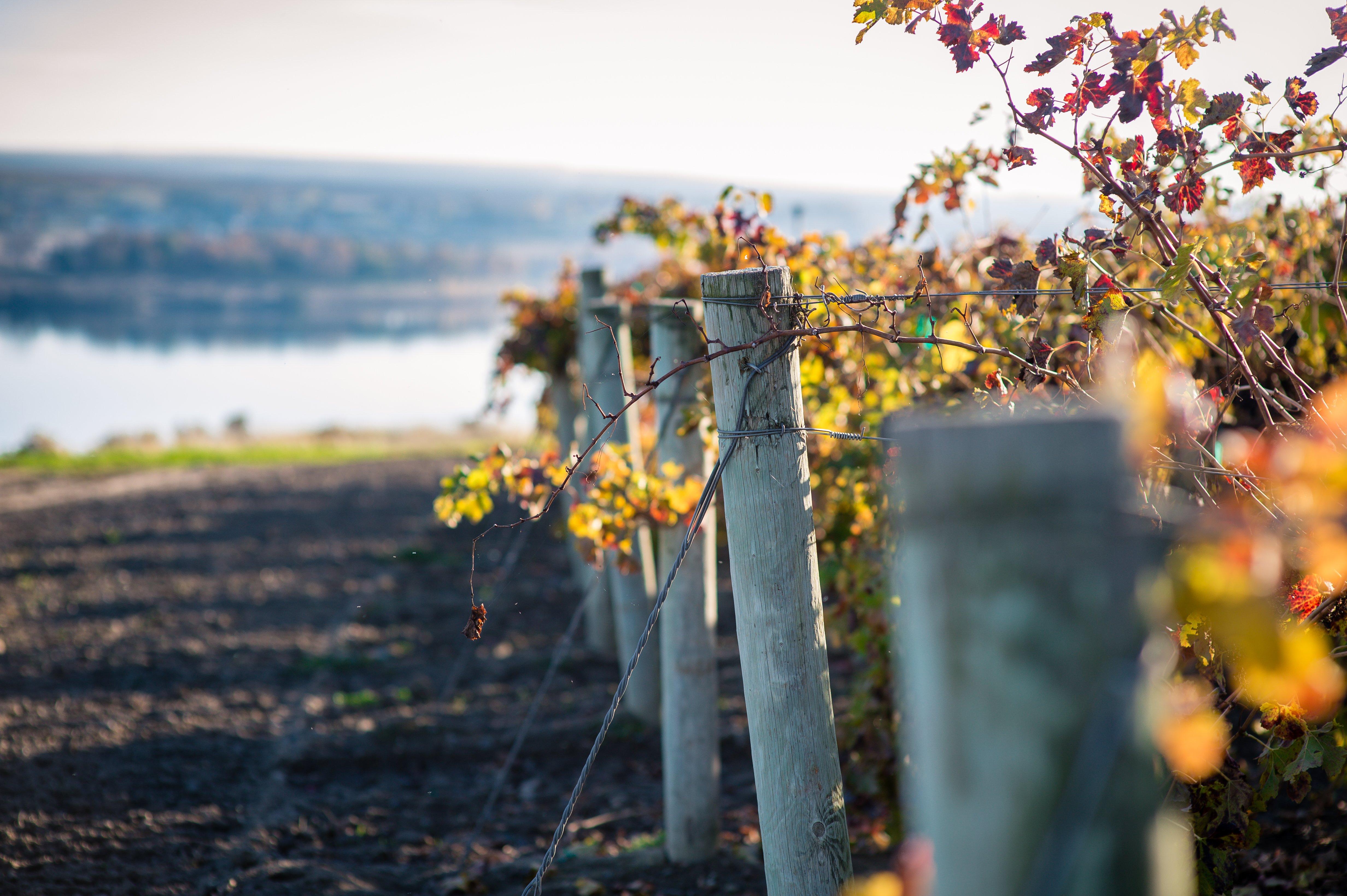 Gordon Estate Winery & Vineyards