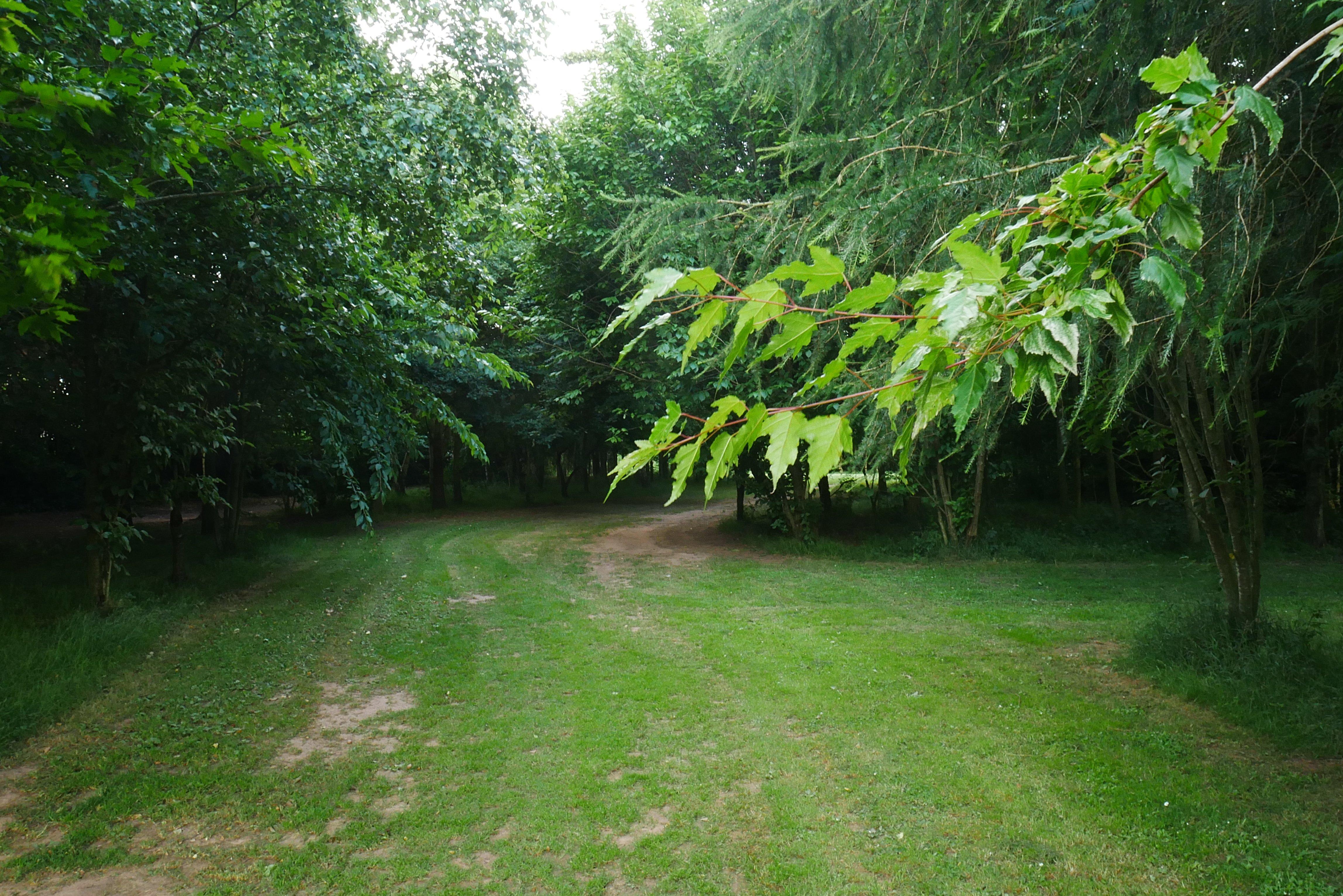 Millennium Arboretum