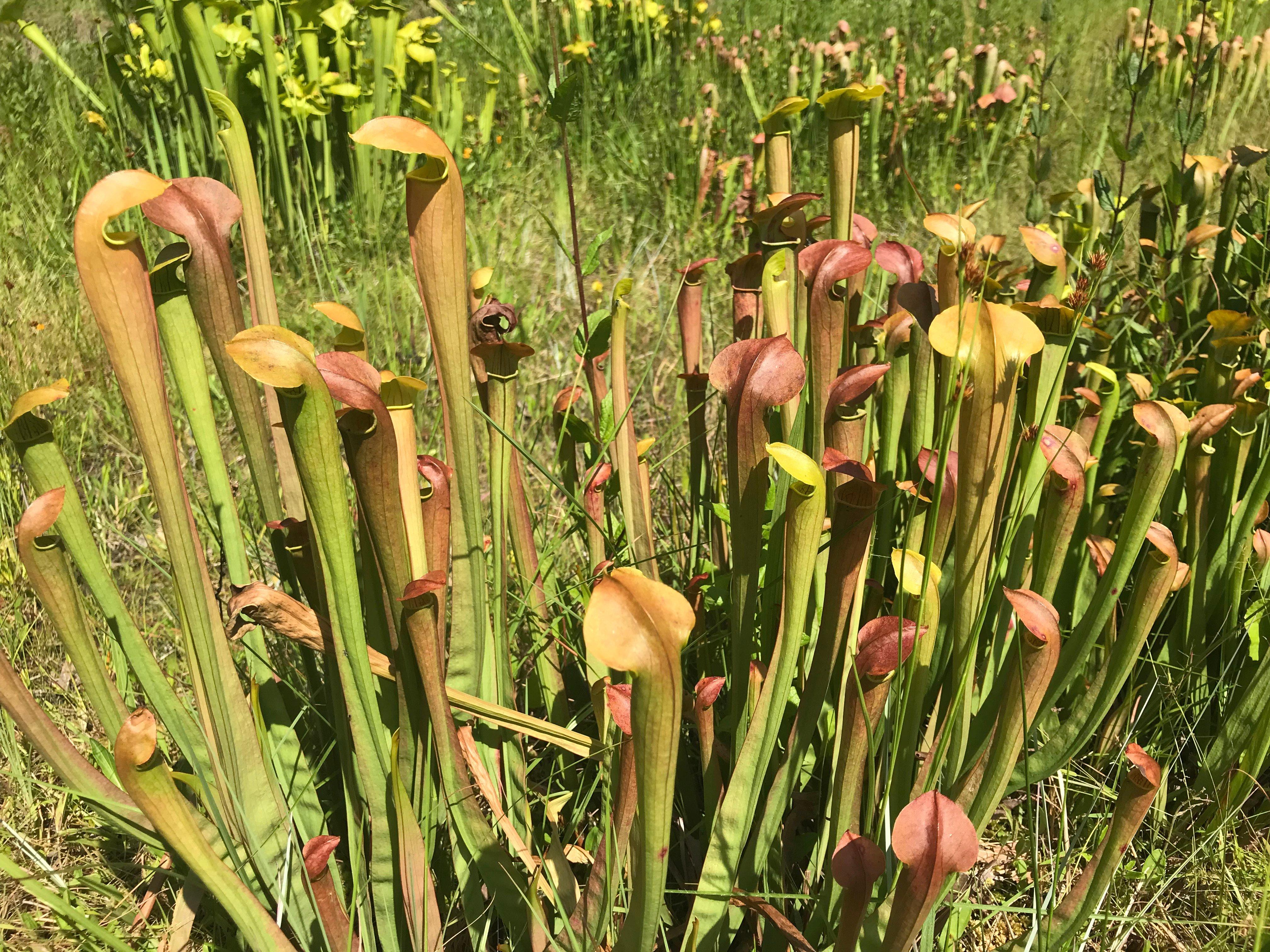 Stanley Rehder Carnivorous Plant Garden