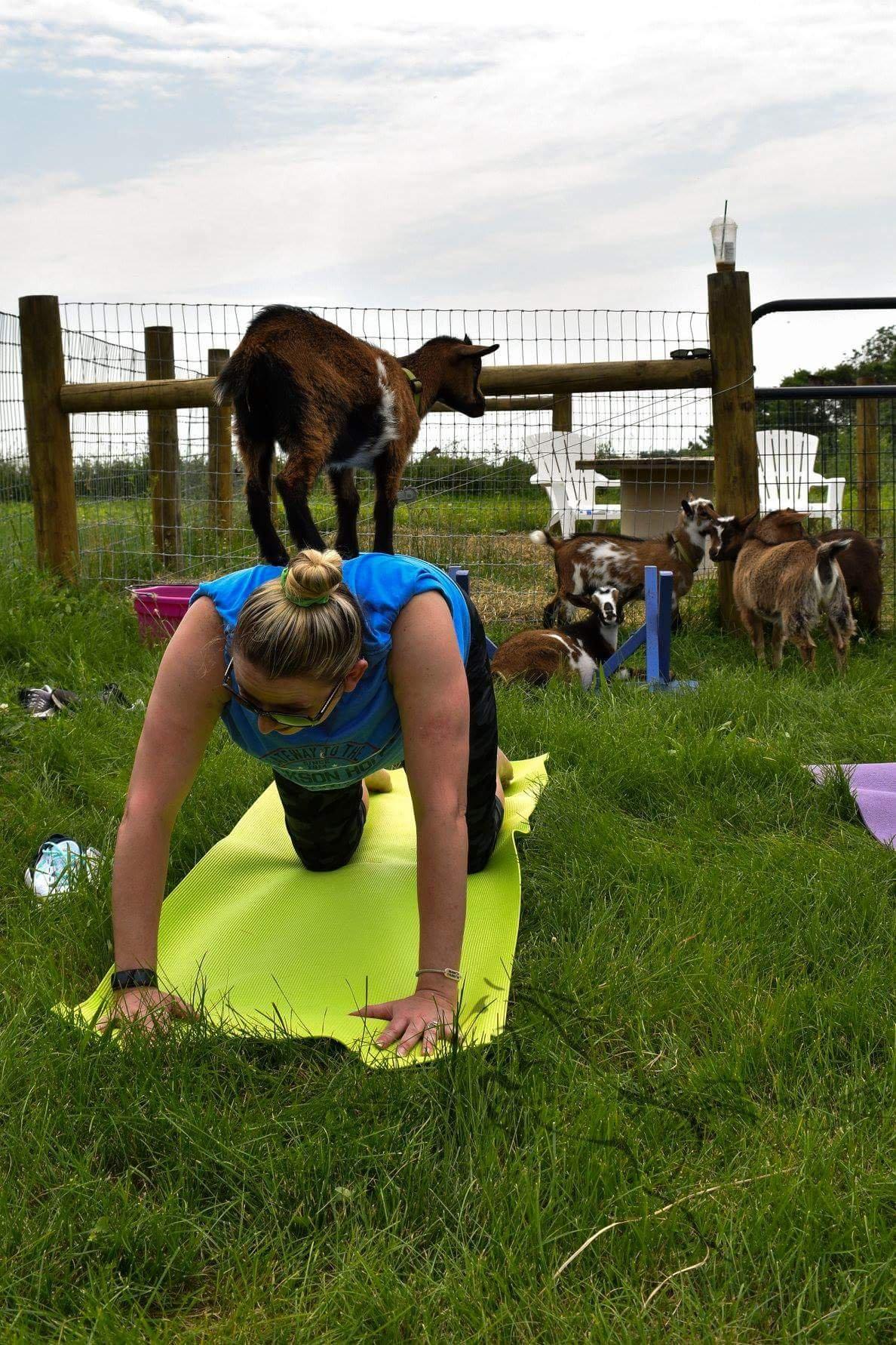 Cool Hollow Goat Yoga