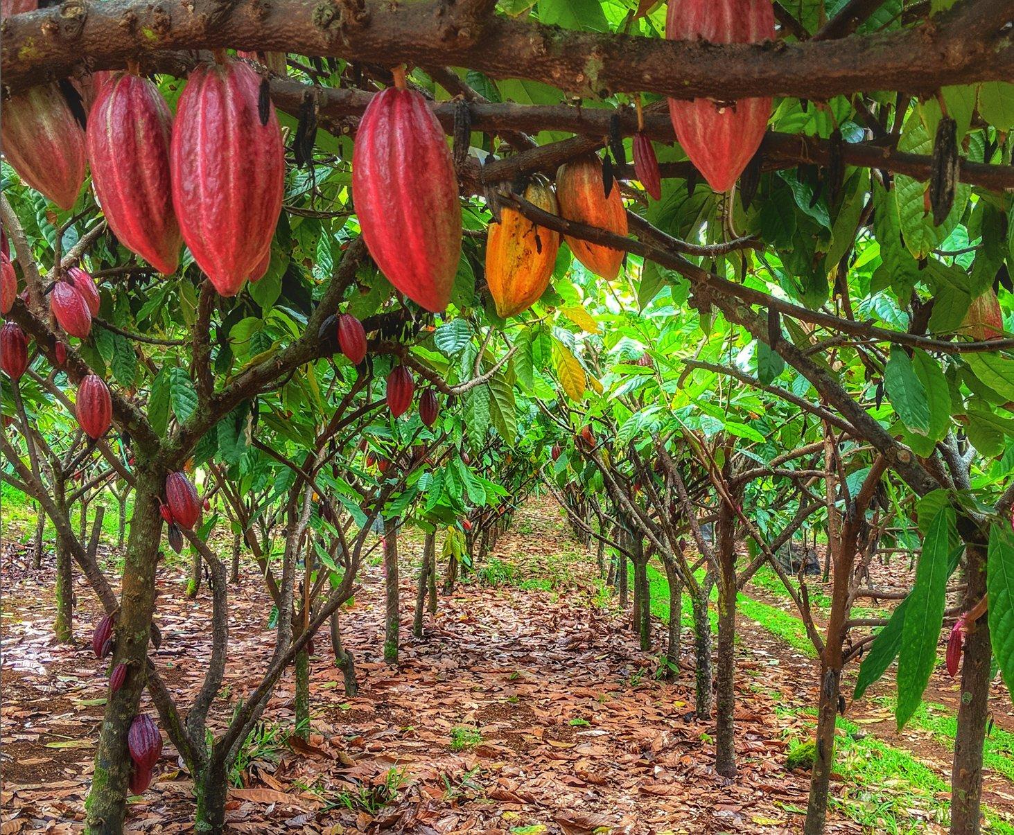 Hamakua Chocolate Farm