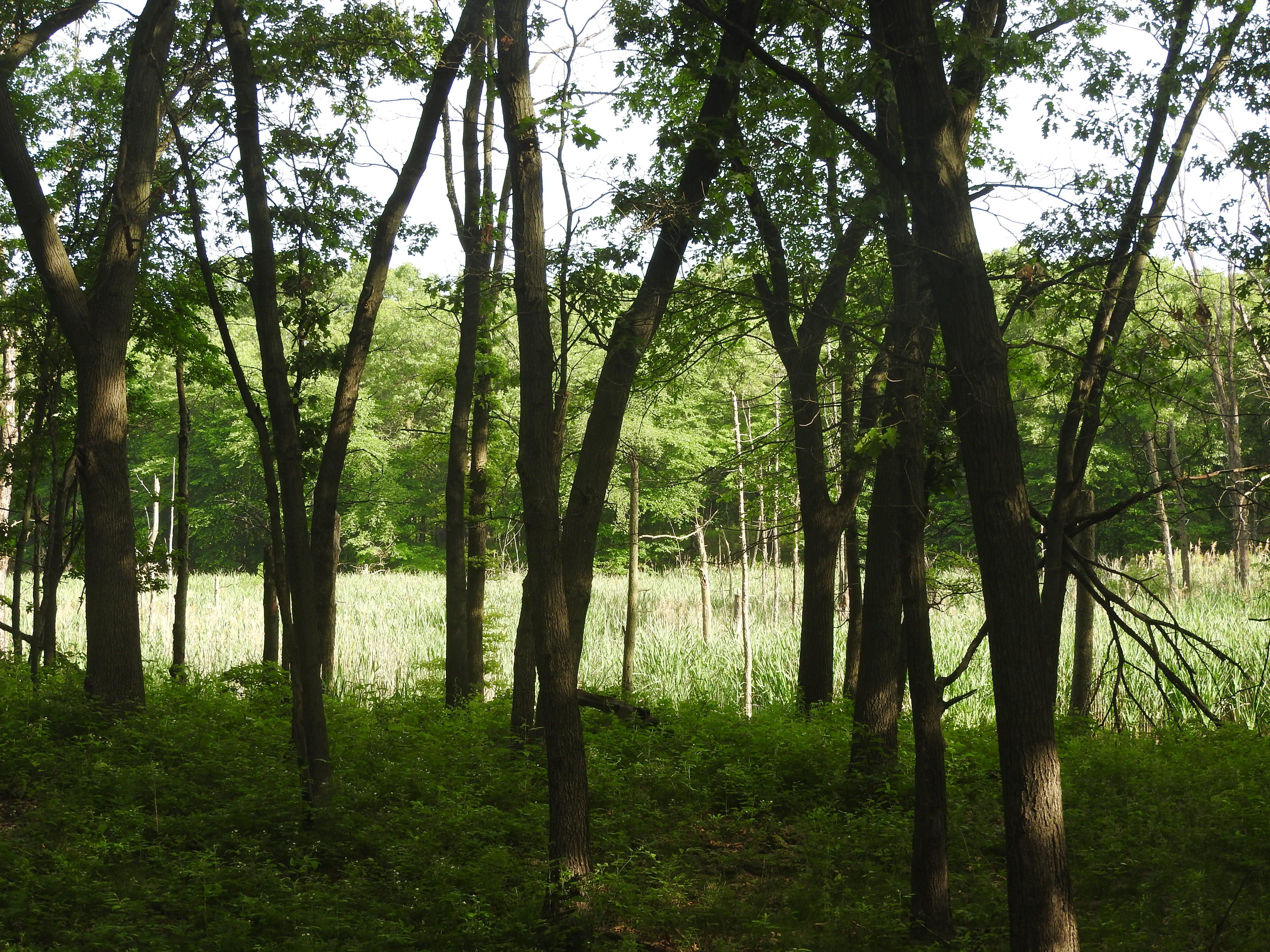 Cowles Bog