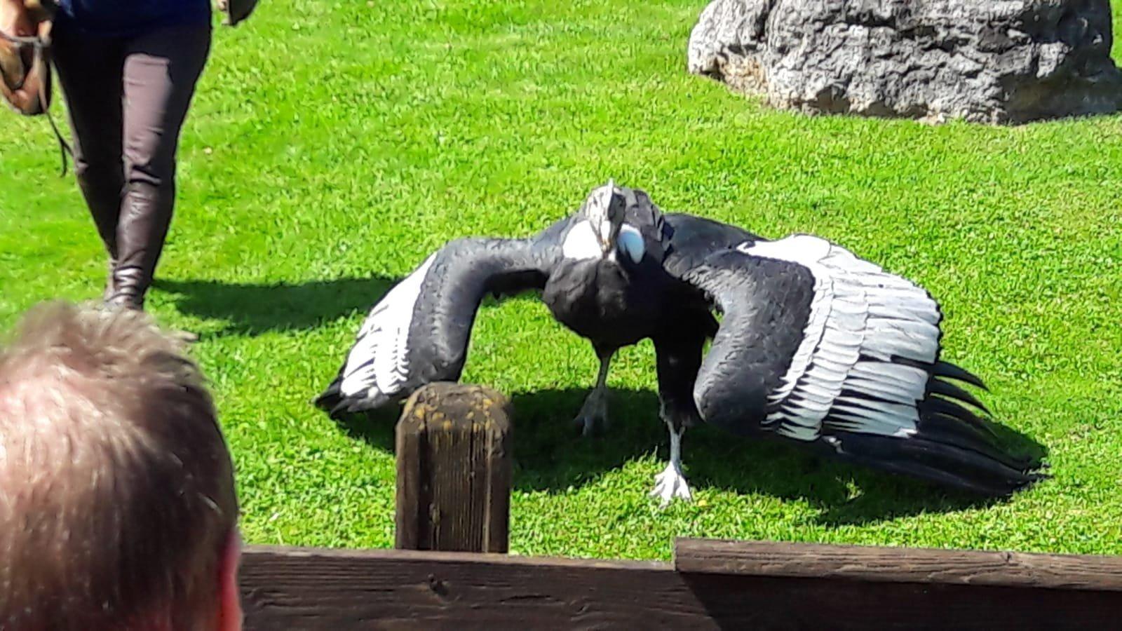 Greifvogelpark Buchs