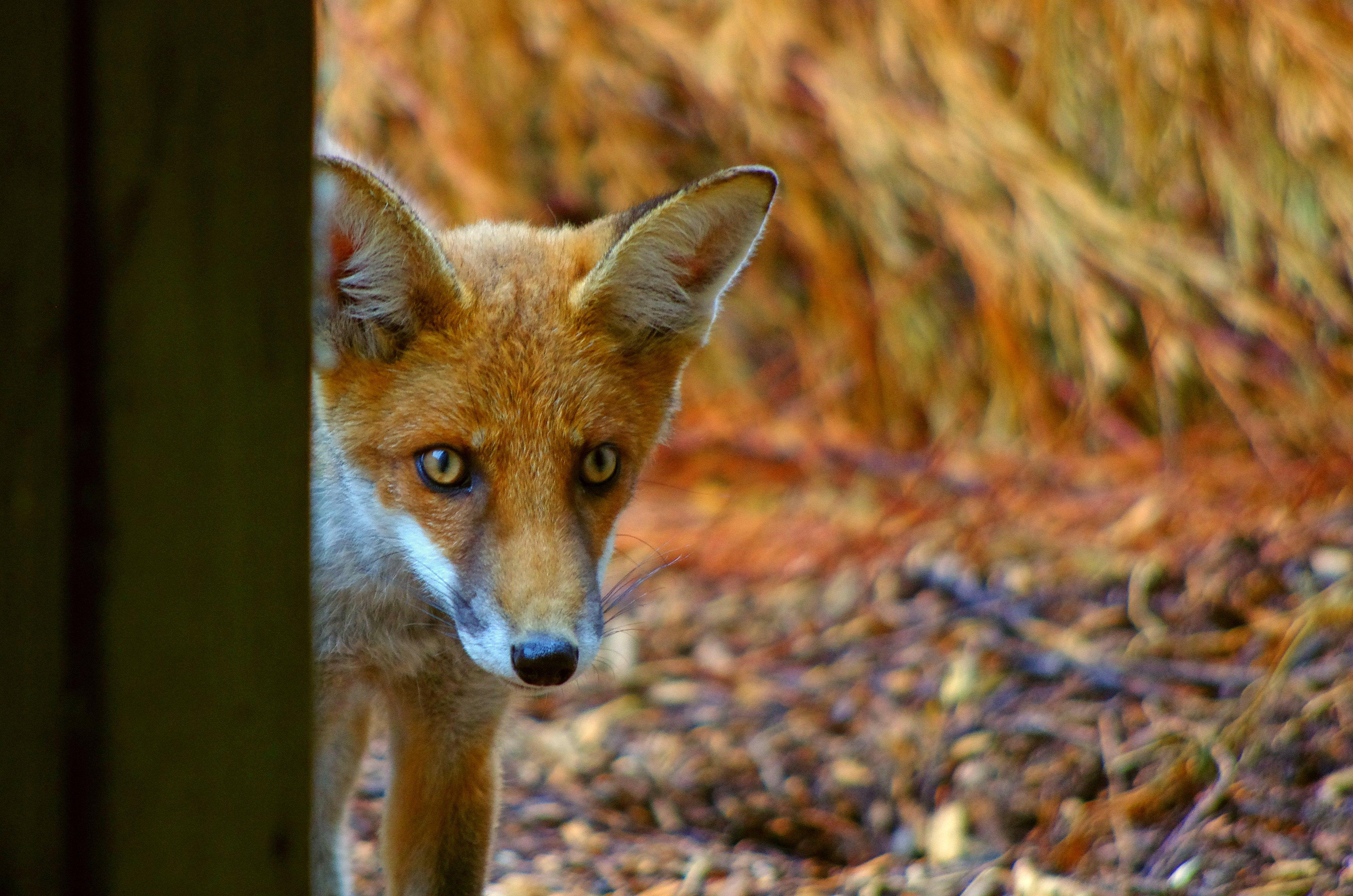 Feadon Farm Wildlife Centre