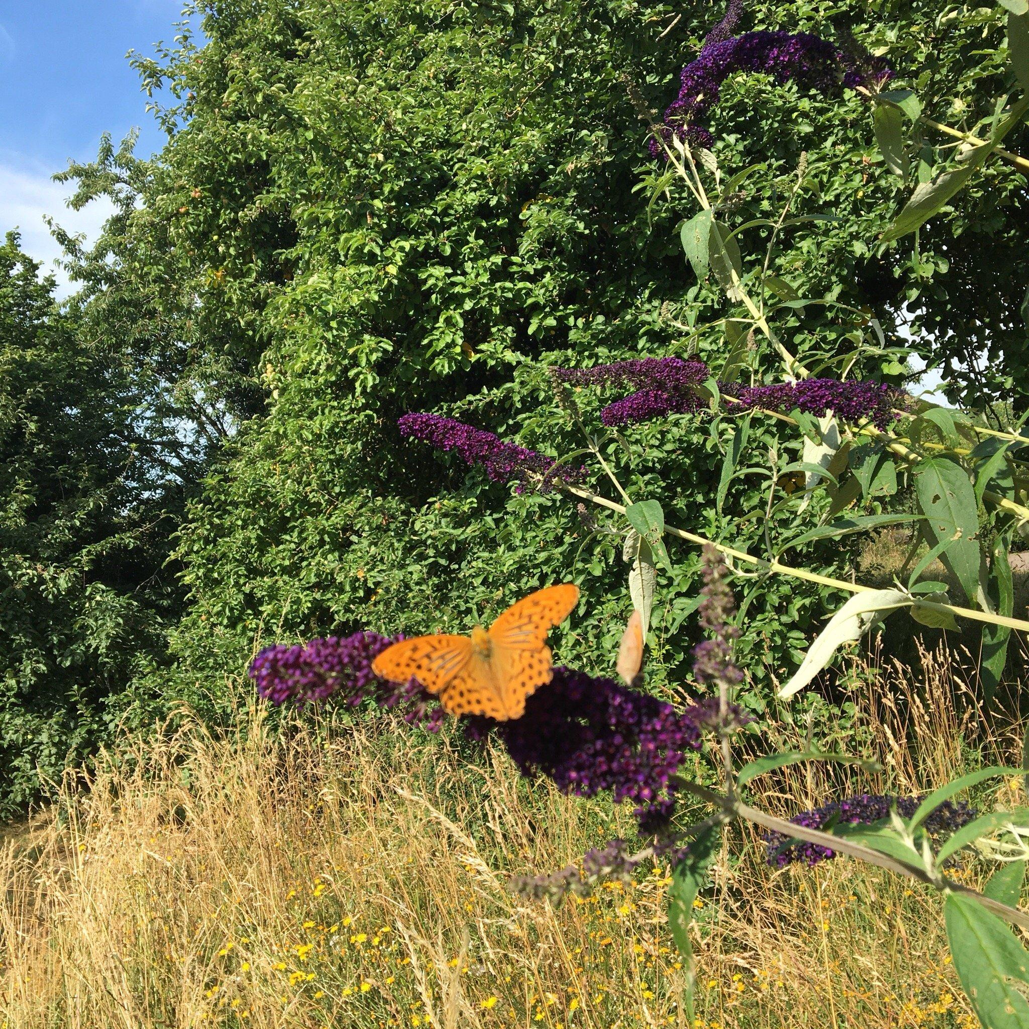 Lug ins Land Pension