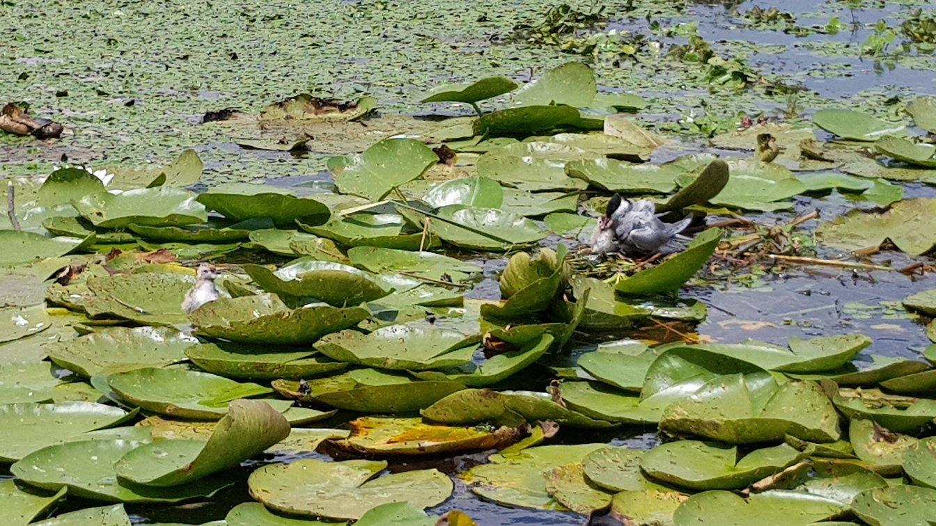 Szabics port and Szabadidőpart
