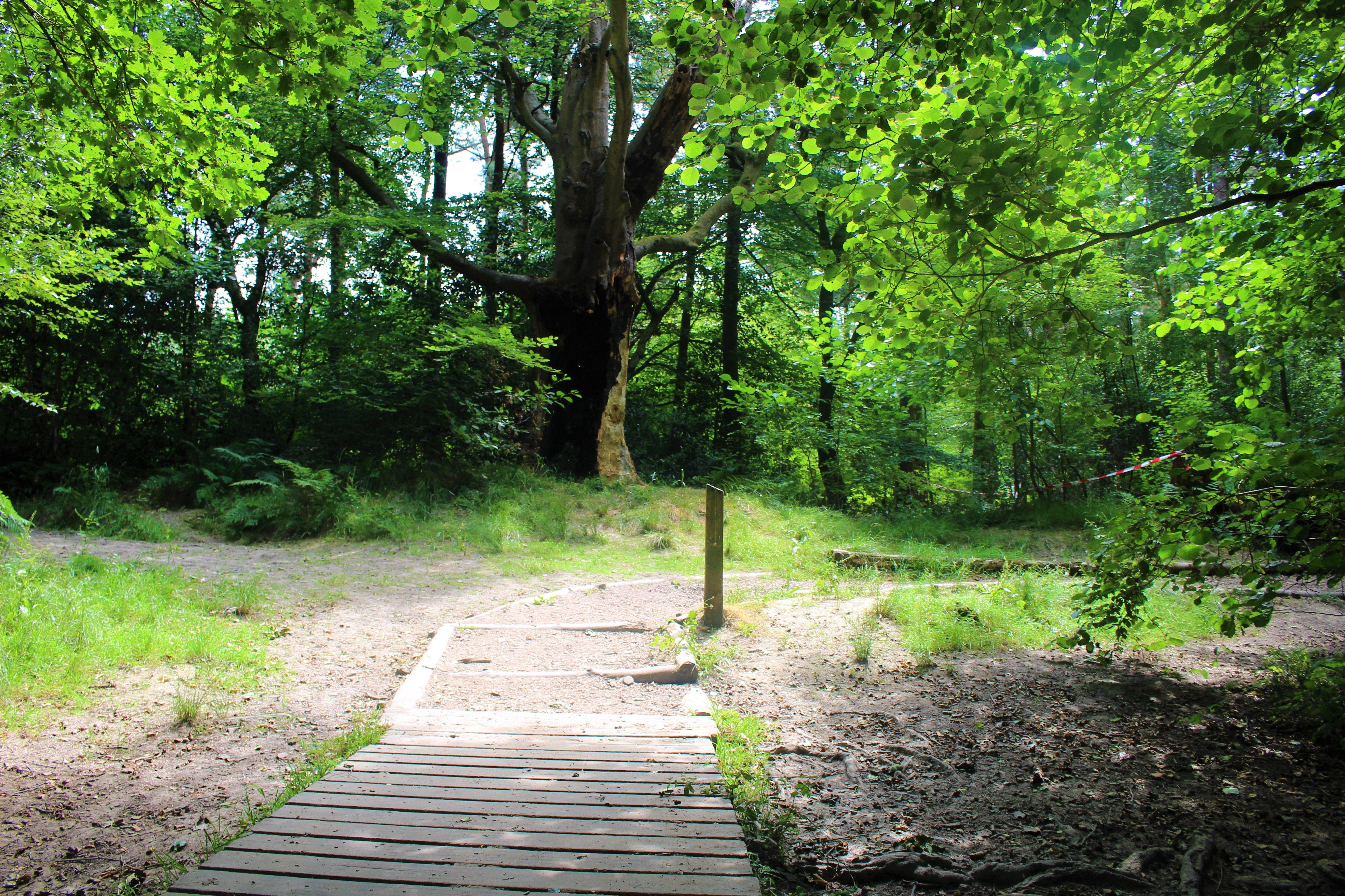 Leechpool And Owlbeech Woods