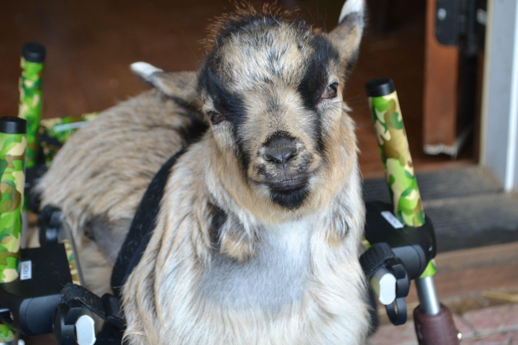 Bella View Farm Animal Sanctuary