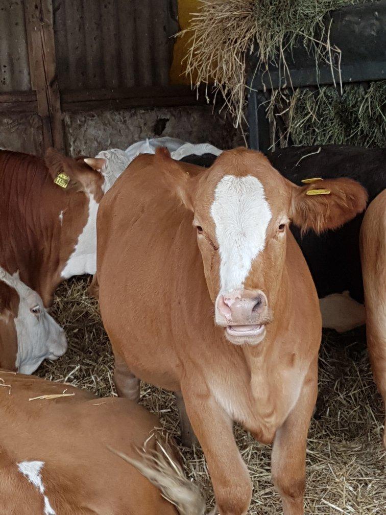 Hockenheimer Maislabyrinth