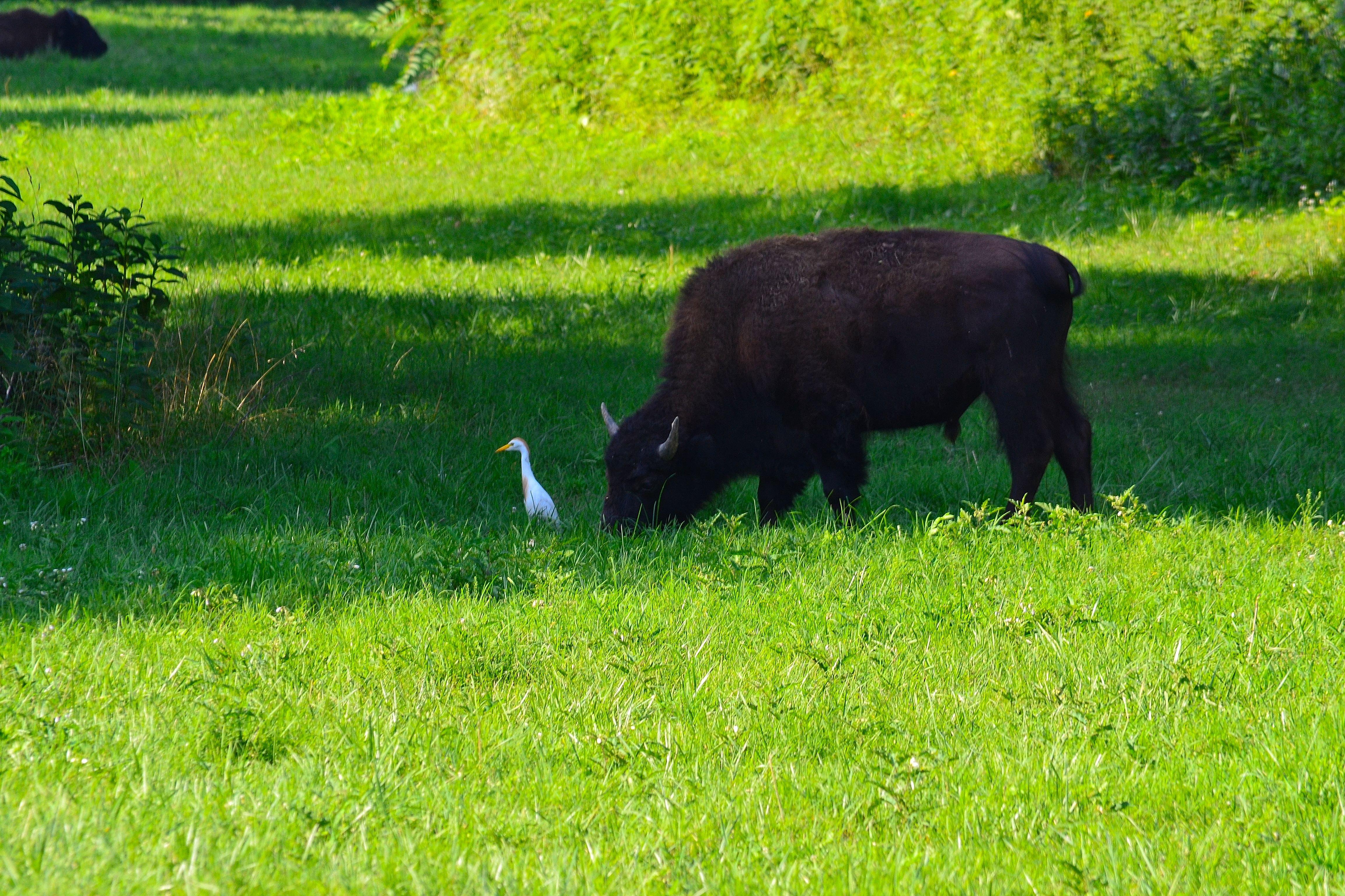 The Elk and Bison Prairie