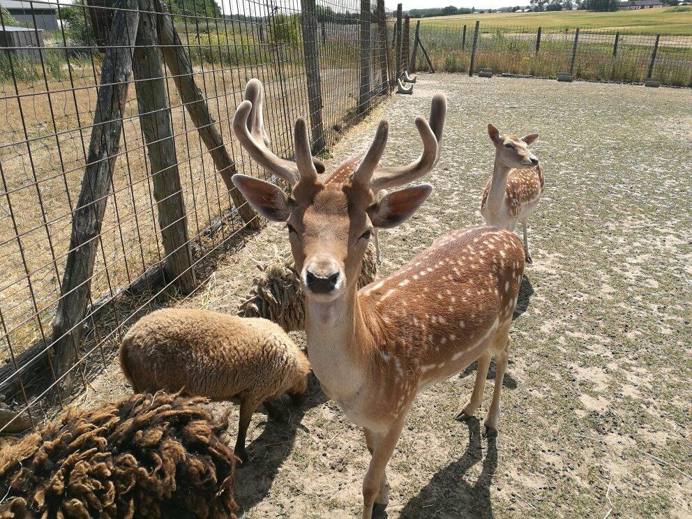 ZOOPARK Sydsjælland